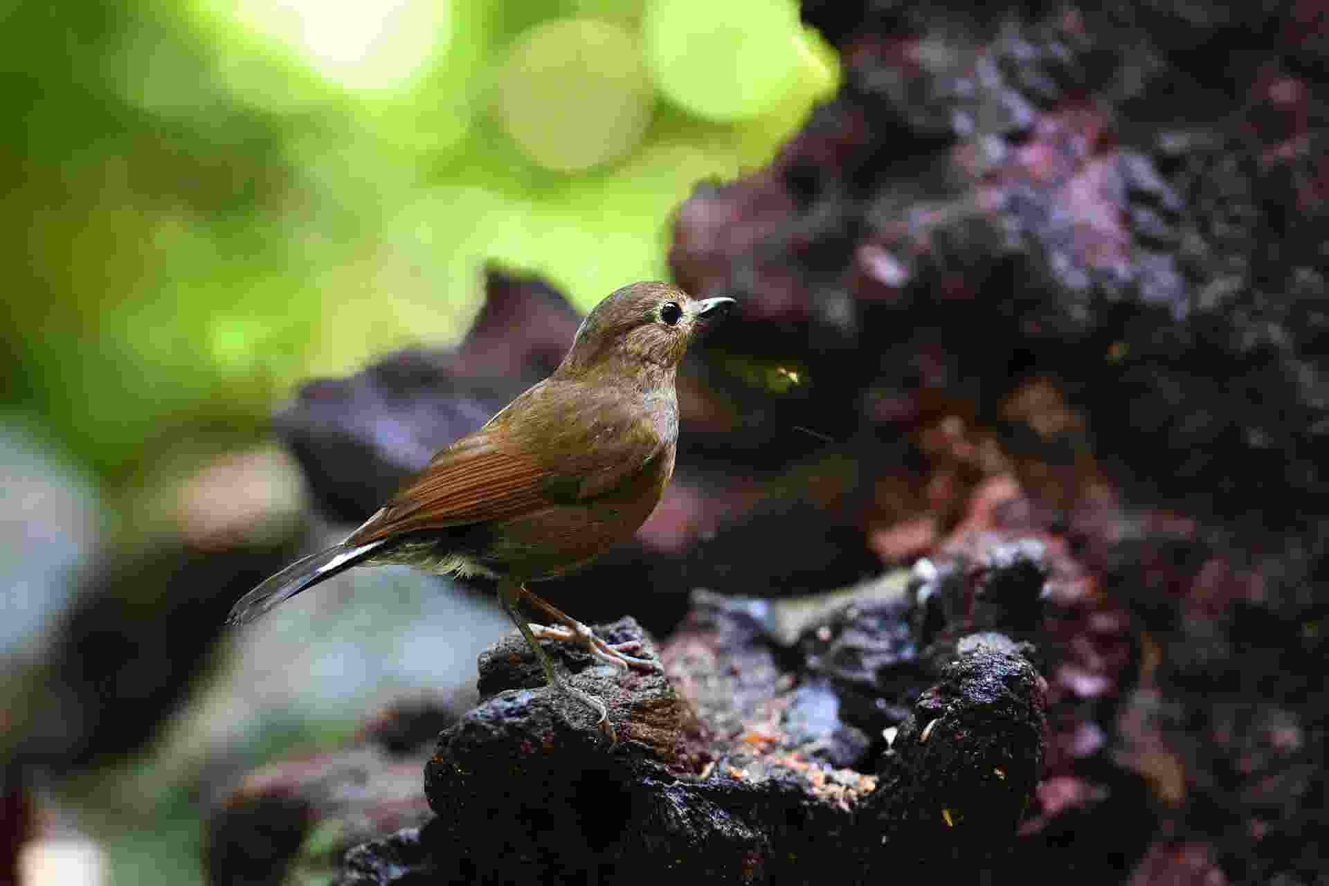 White-tailed Flycatcher - Female