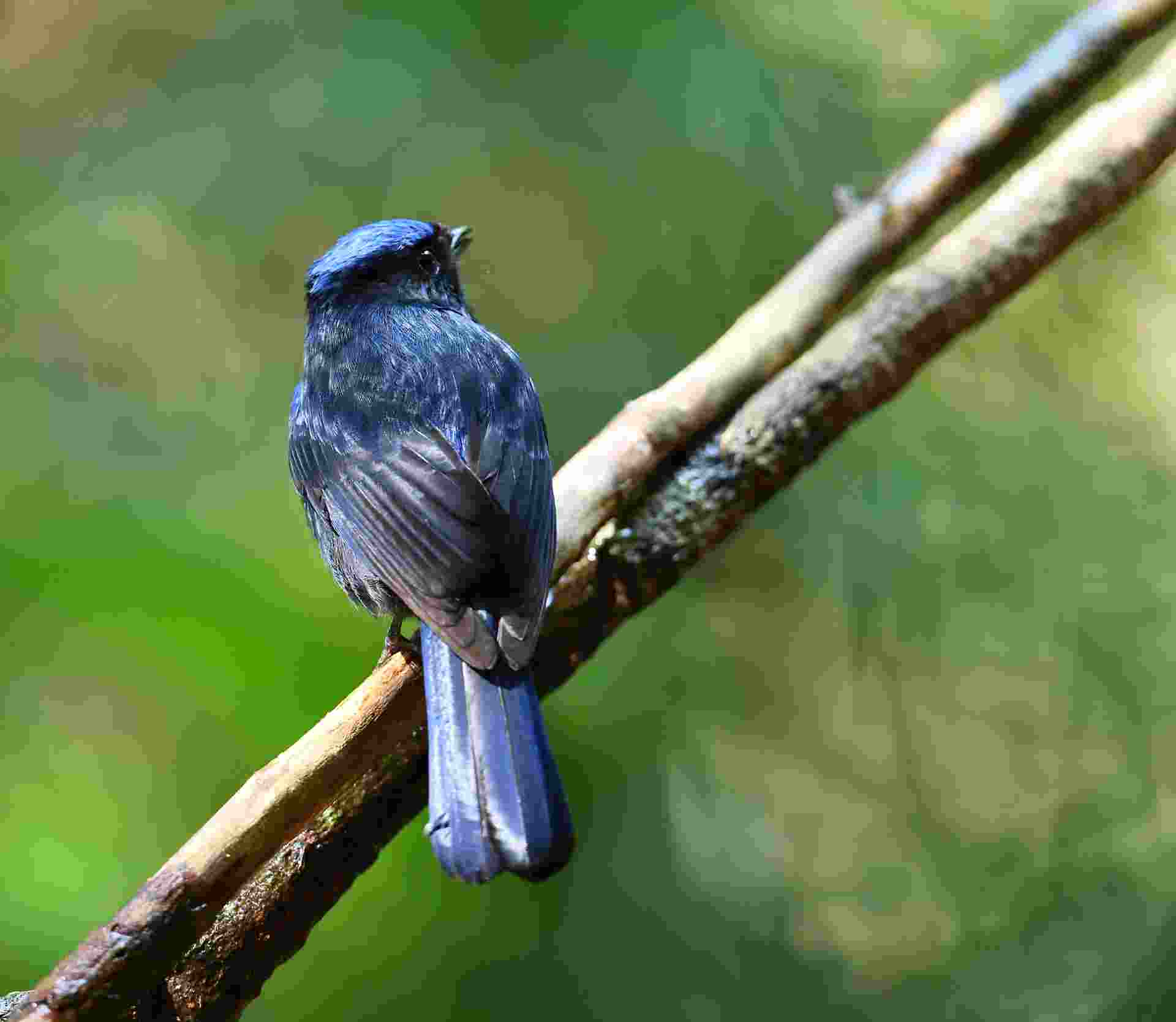 White-tailed Flycatcher - Male