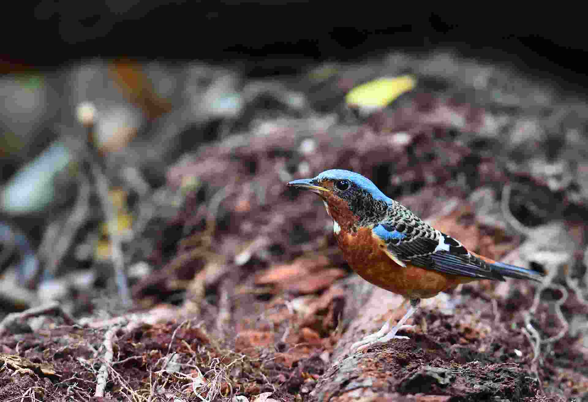 White-throated Rock Thrush 