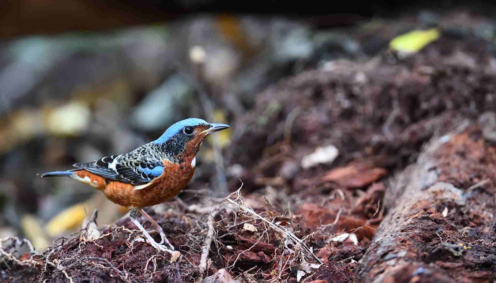 White-throated Rock Thrush 