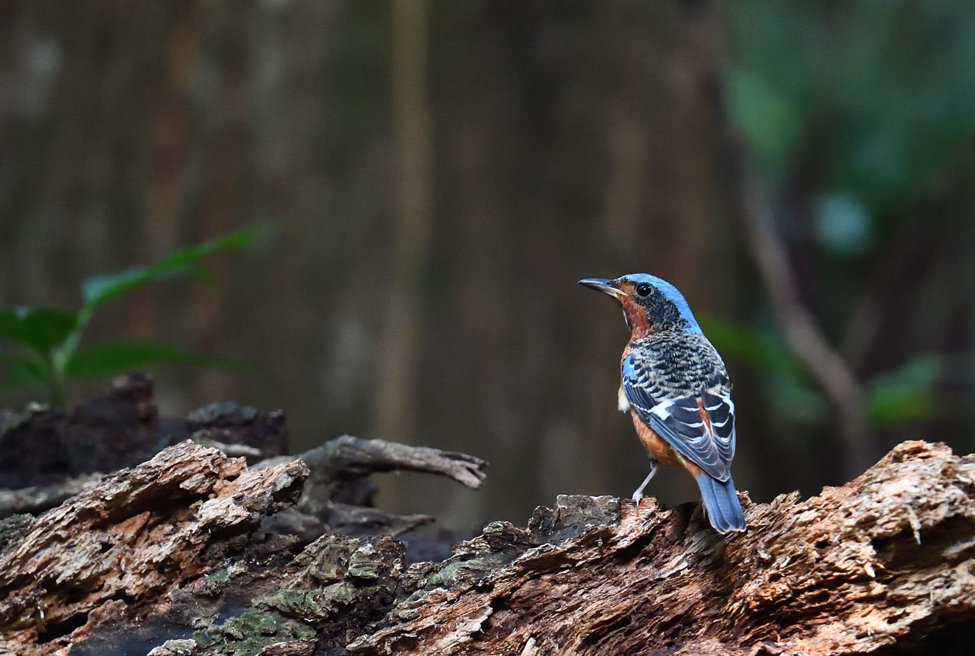 White-throated Rock Thrush 