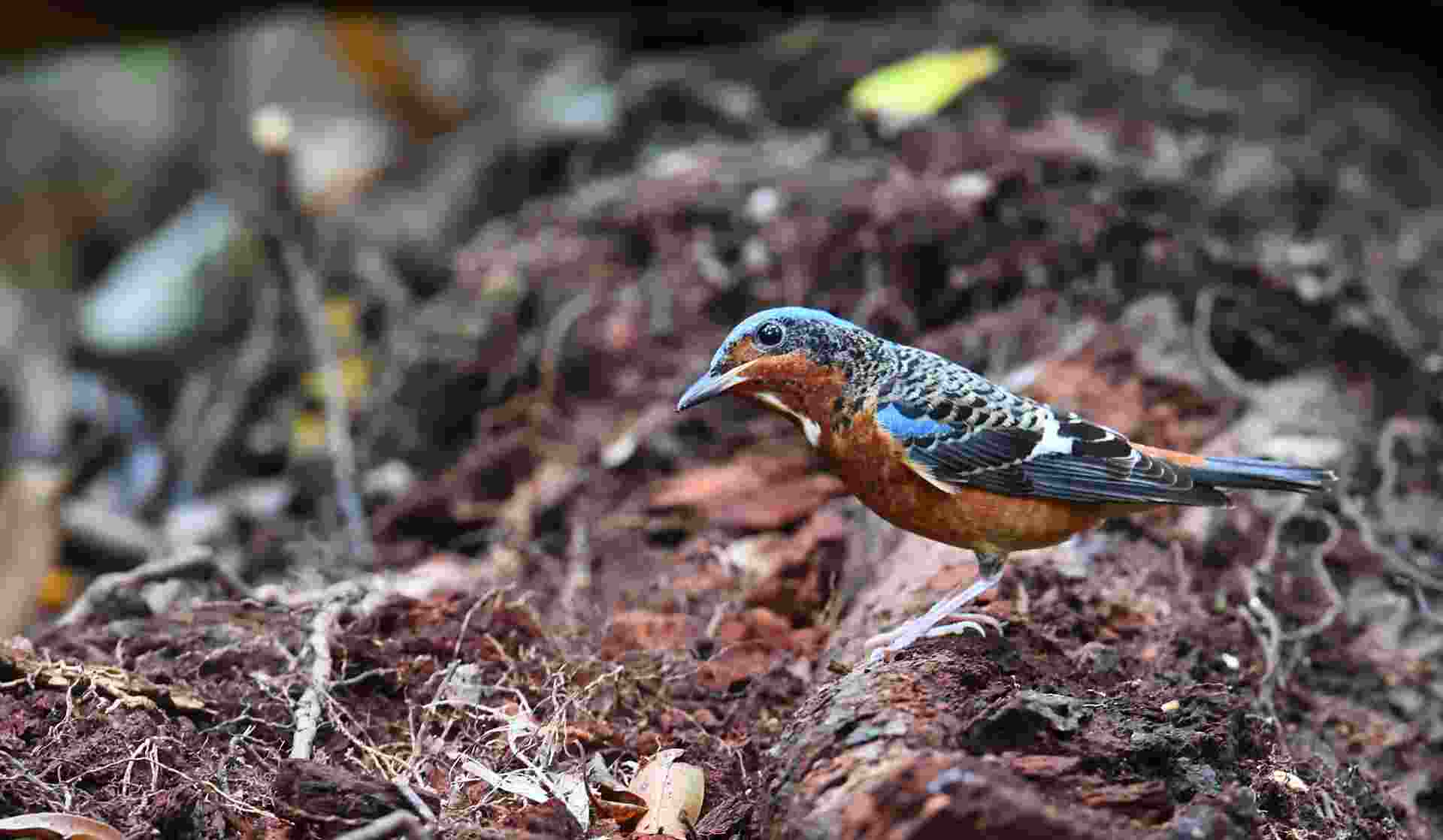 White-throated Rock Thrush 