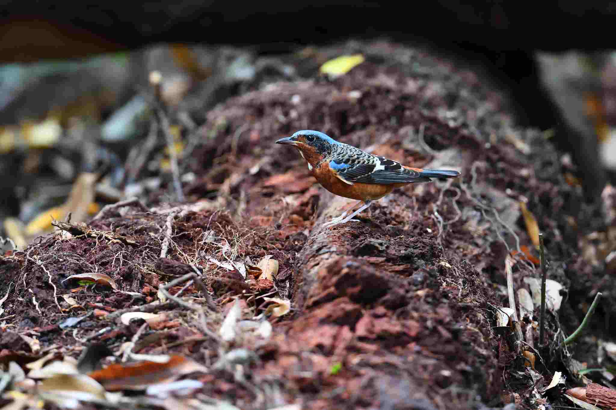 White-throated Rock Thrush 