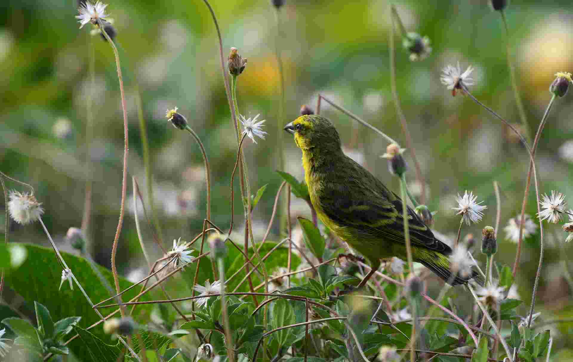 Yellow-fronted Canary