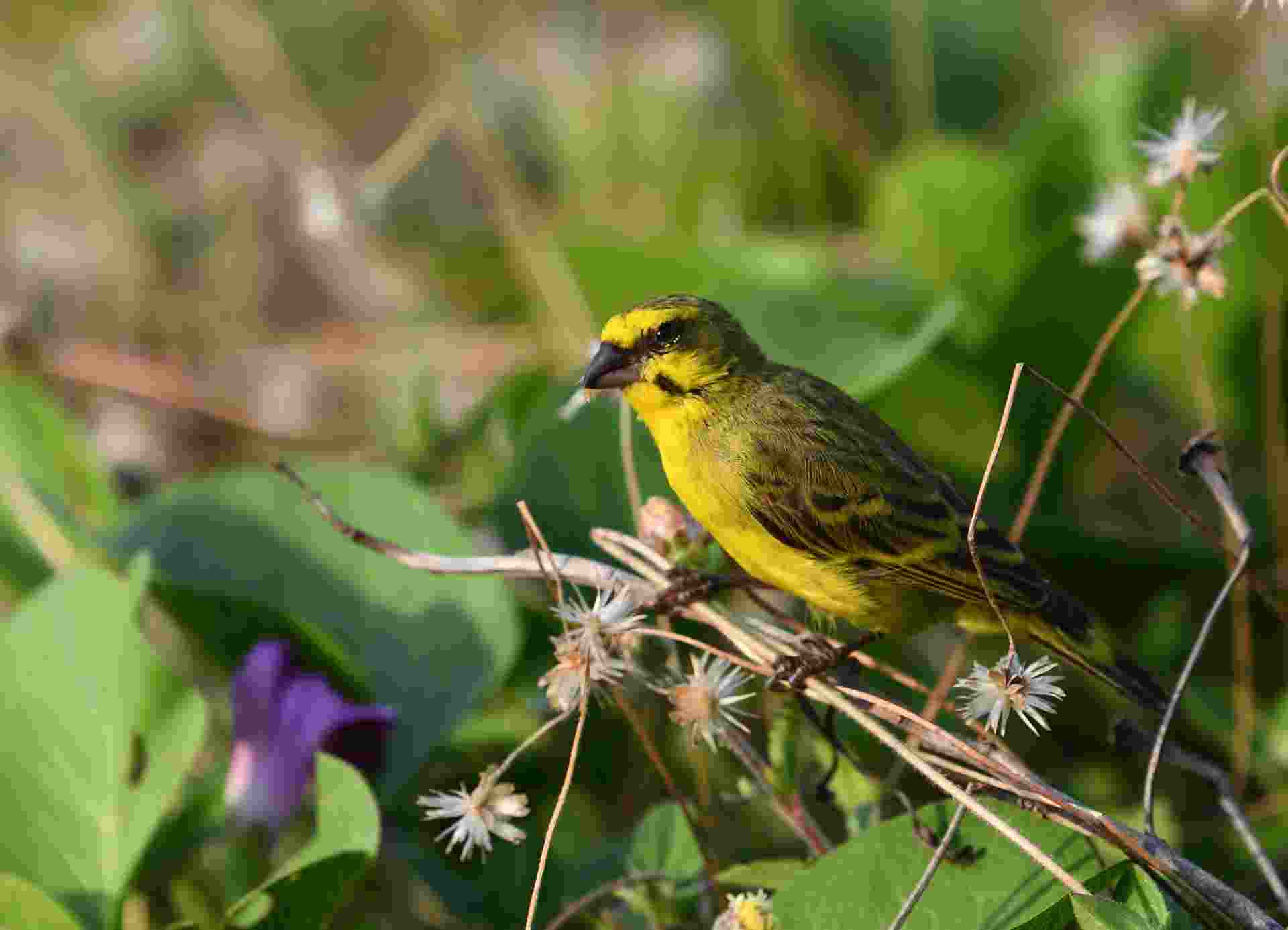 Yellow-fronted Canary