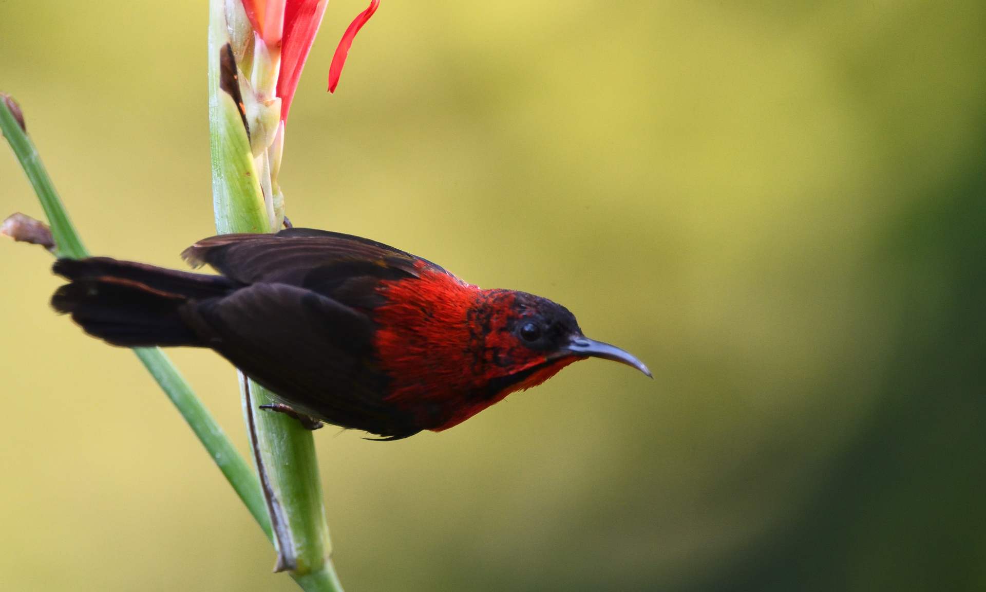 Crimson Sunbird 