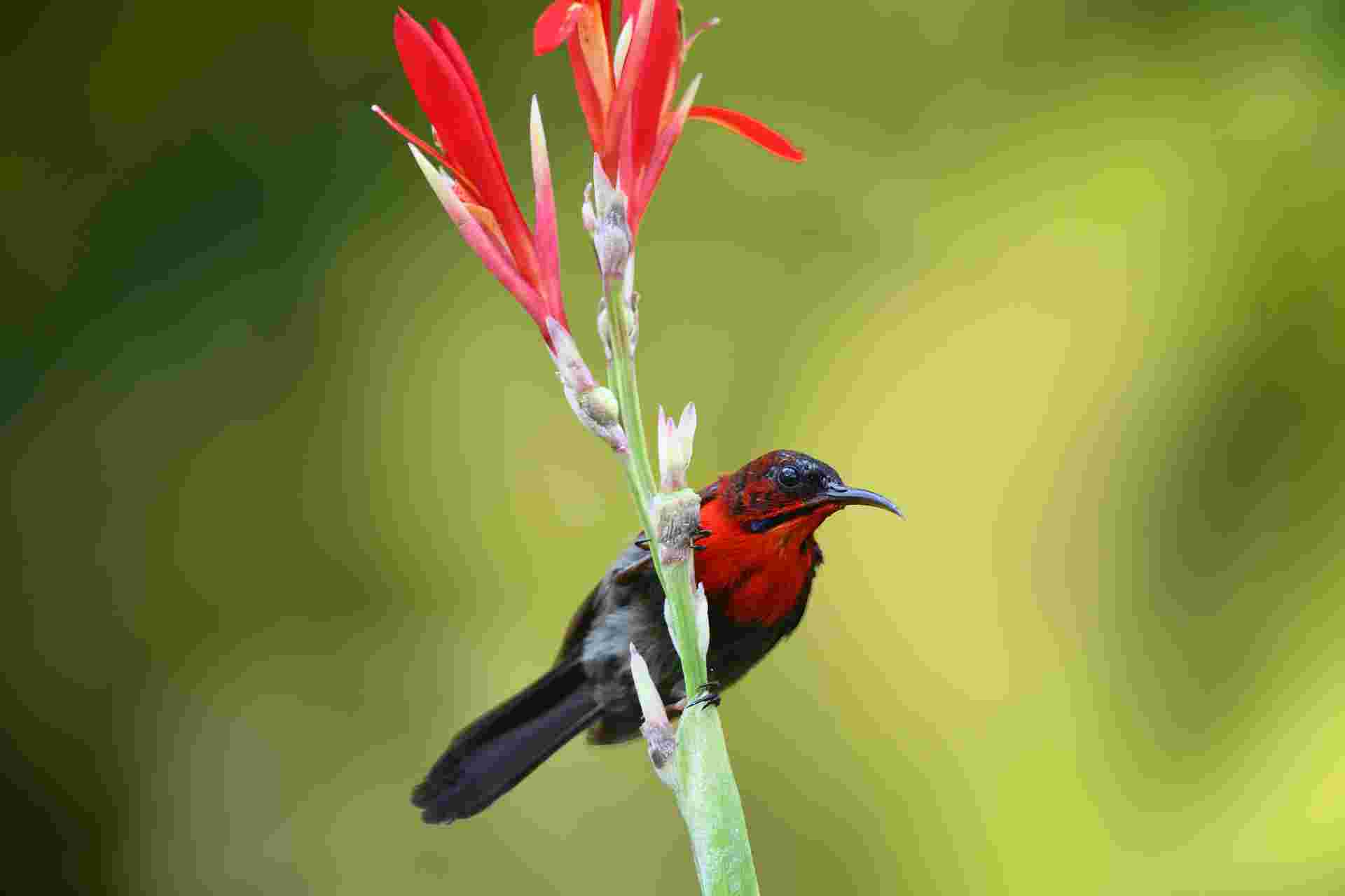 Crimson Sunbird 