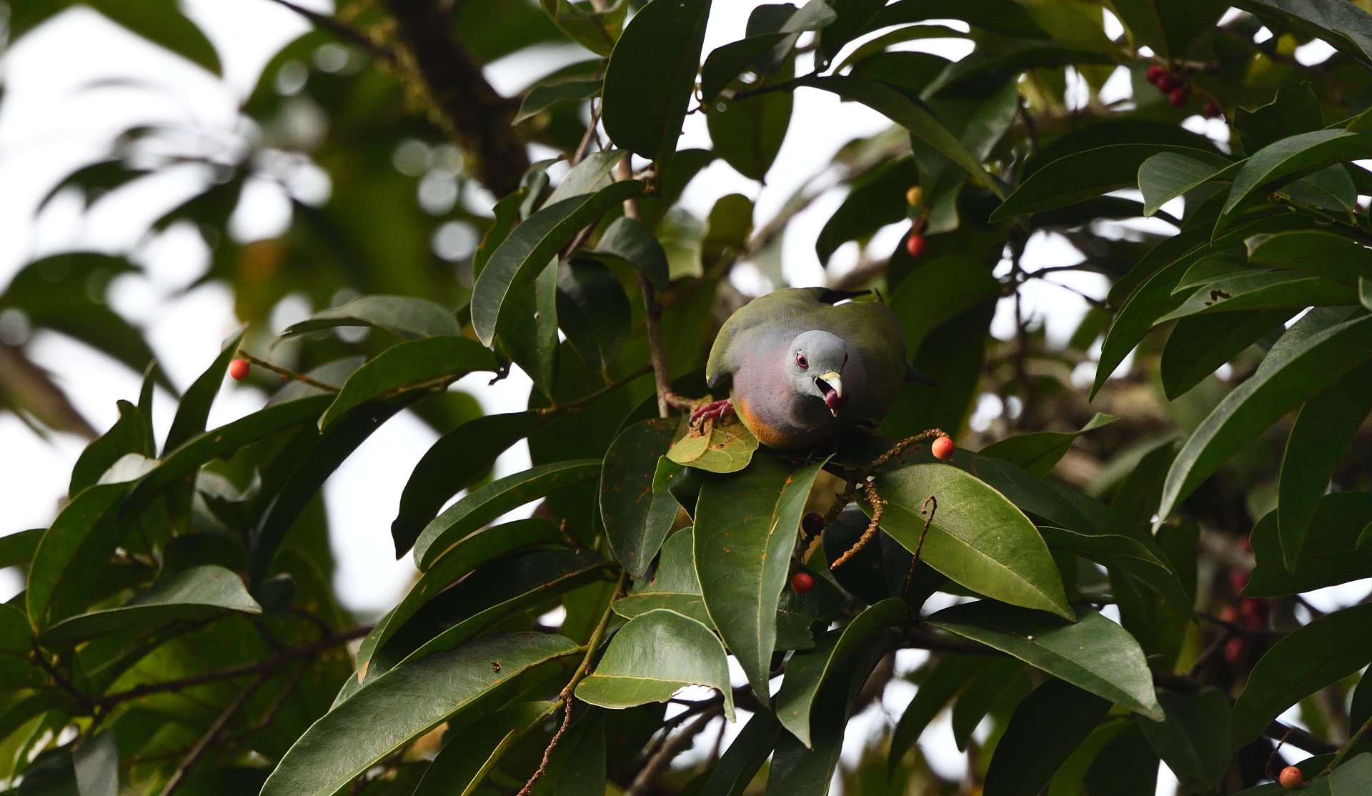 Pink-necked Green Pigeon