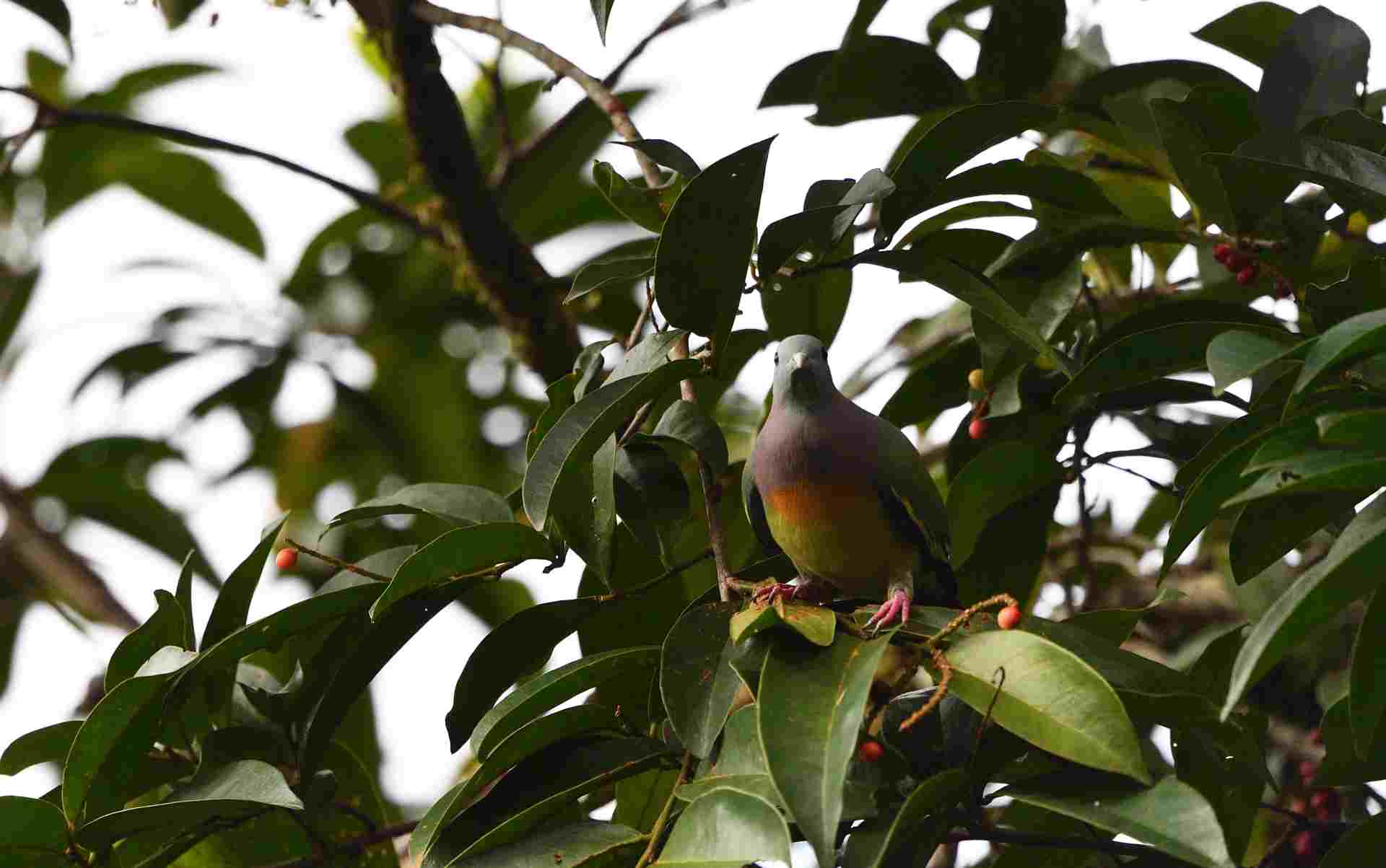 Pink-necked Green Pigeon