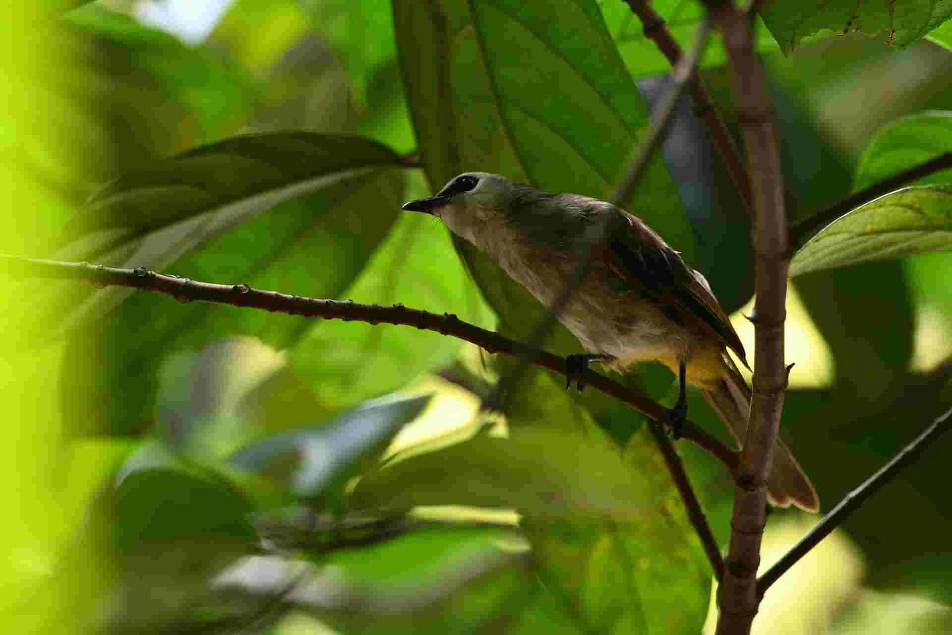 Yellow-vented Bulbul