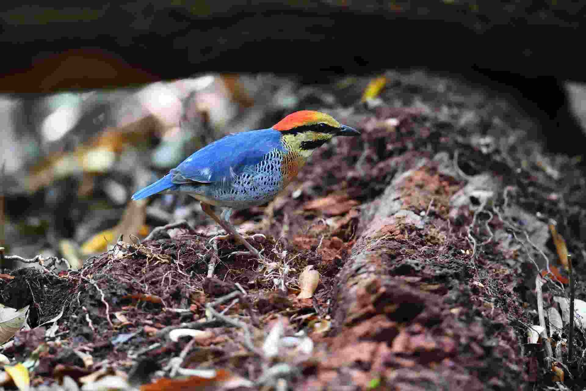 Blue Pitta - Male