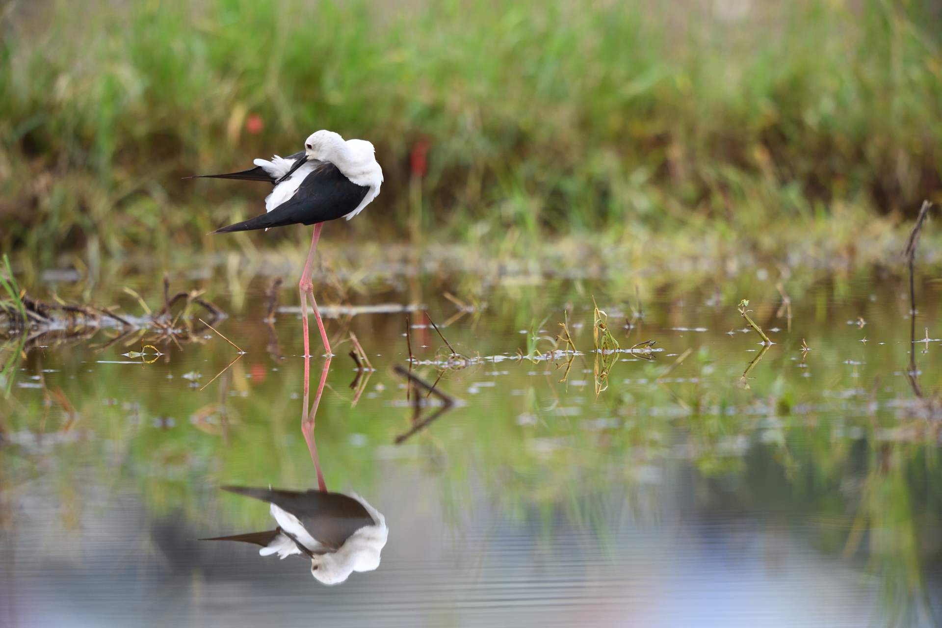 Black-winged Stilt - Cà Kheo