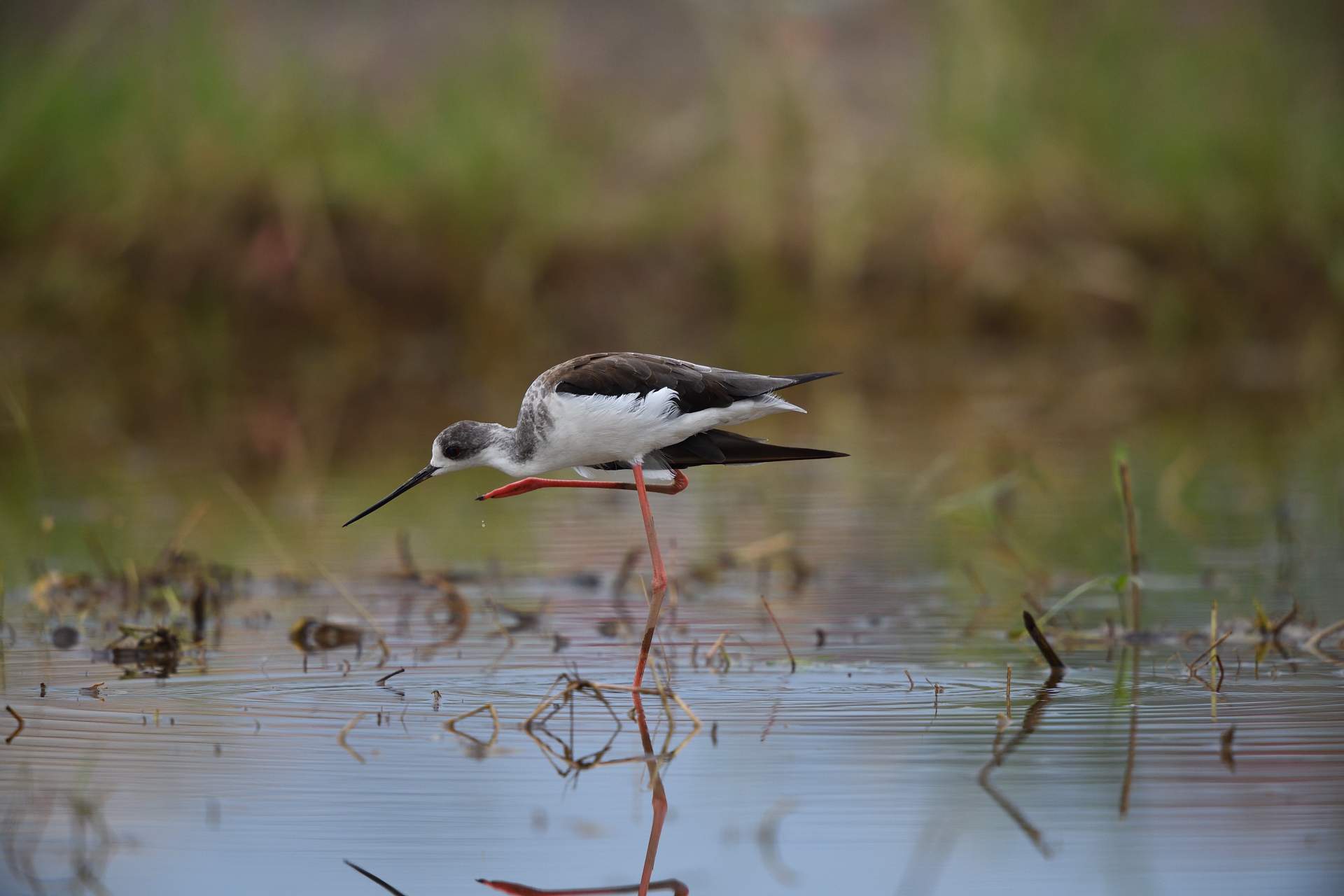 Black-winged Stilt - Cà Kheo