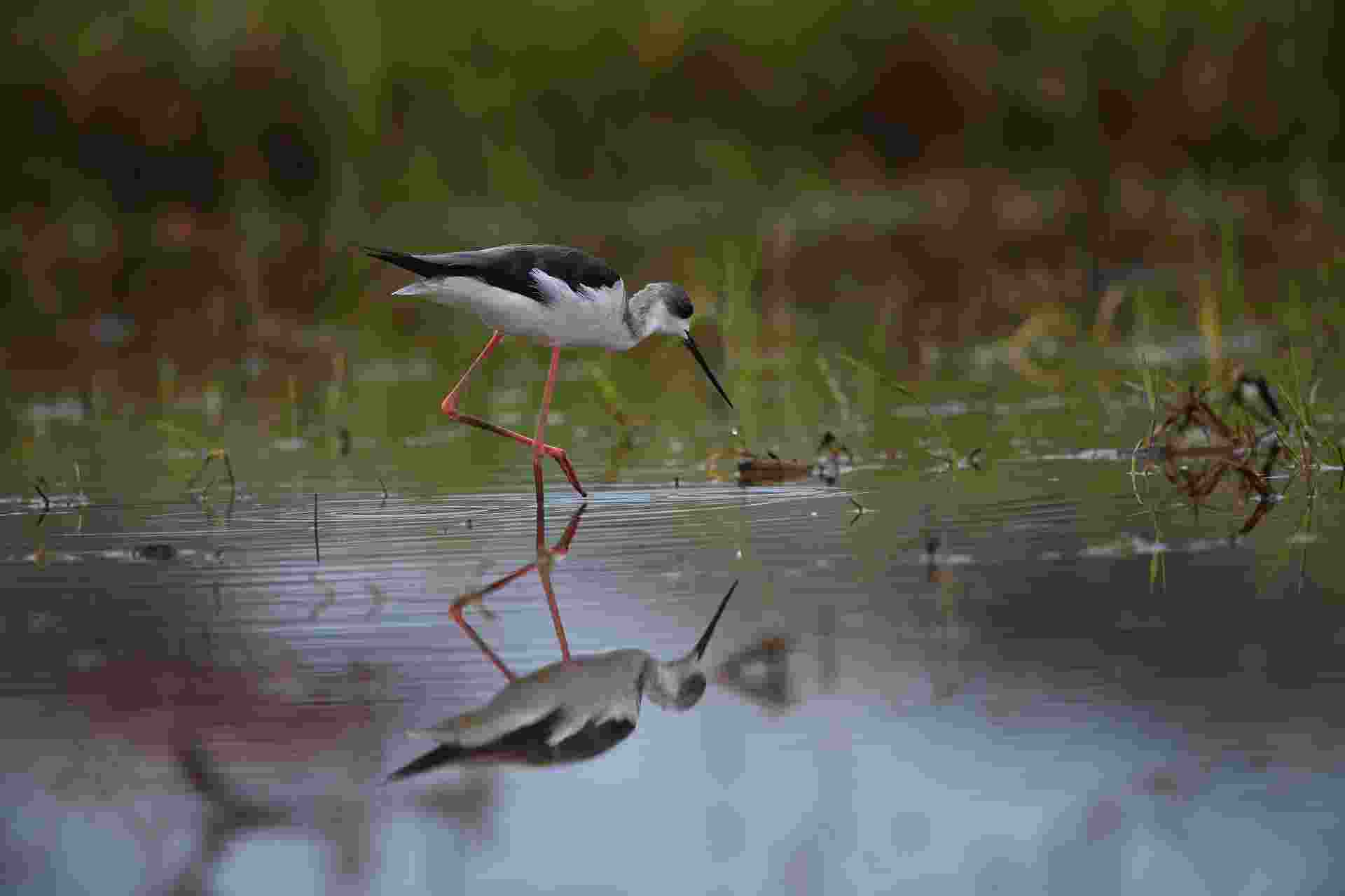 Black-winged Stilt - Cà Kheo