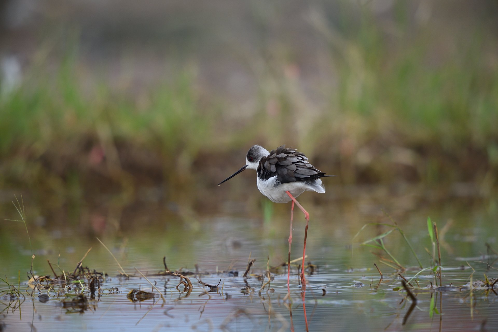 Black-winged Stilt - Cà Kheo