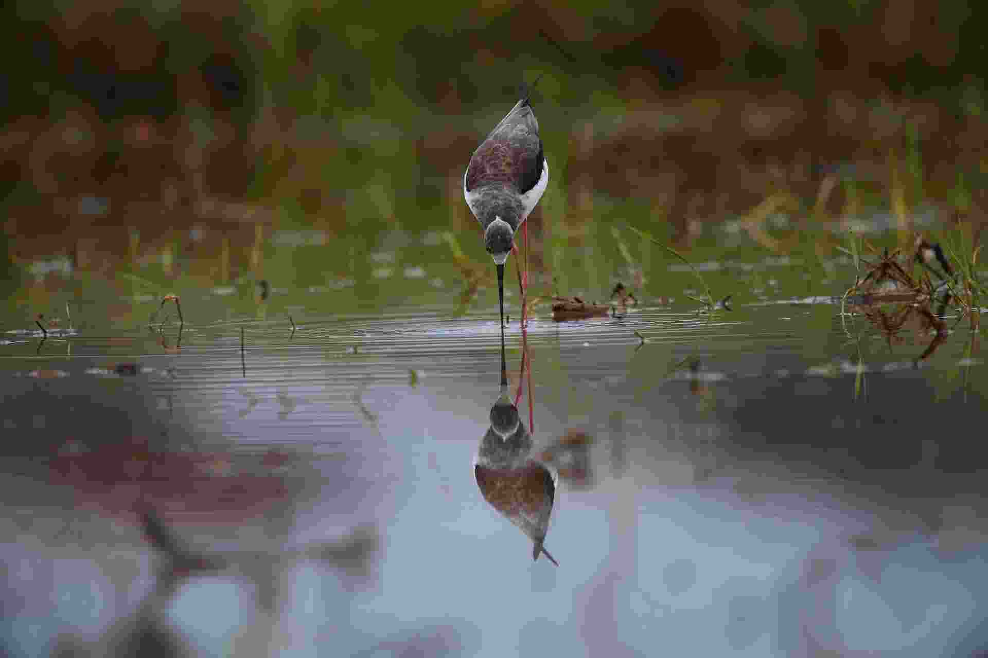 Black-winged Stilt - Cà Kheo