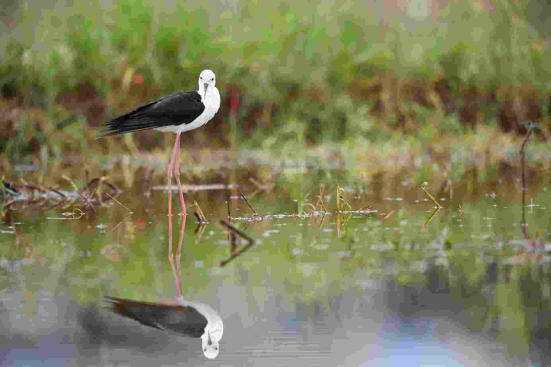 Black-winged Stilt - Cà Kheo