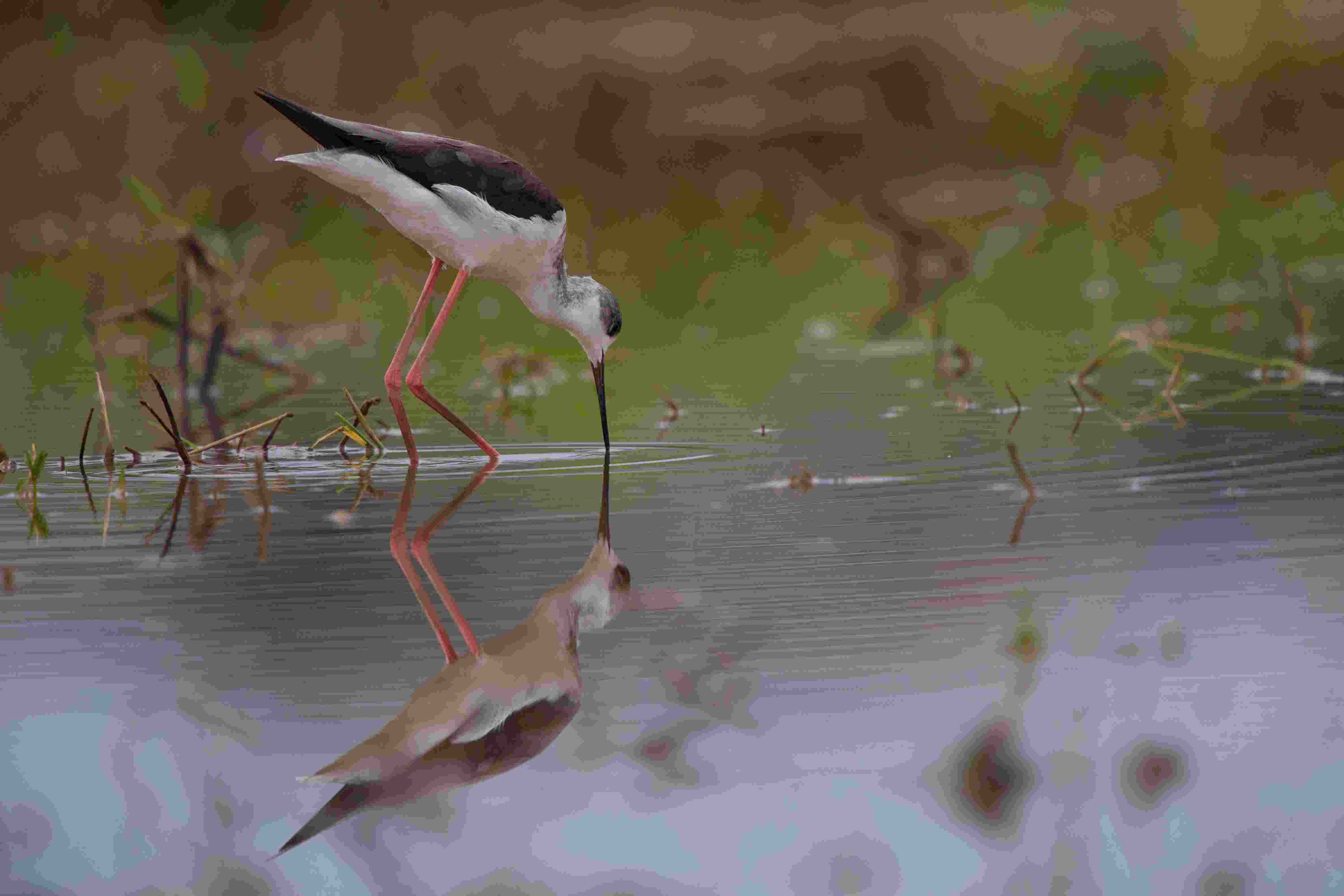 Black-winged Stilt - Cà Kheo