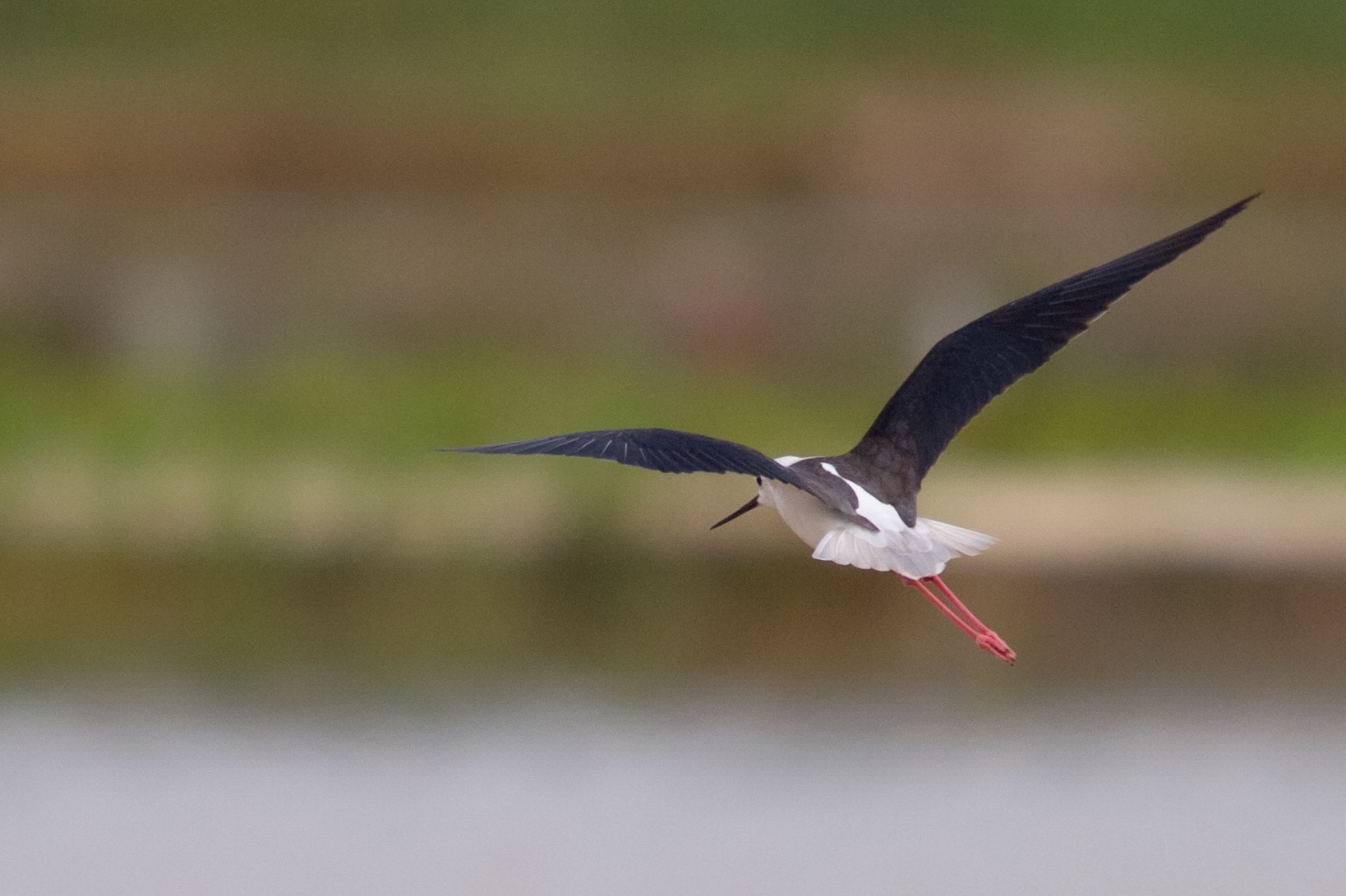 Black-winged Stilt - Cà Kheo