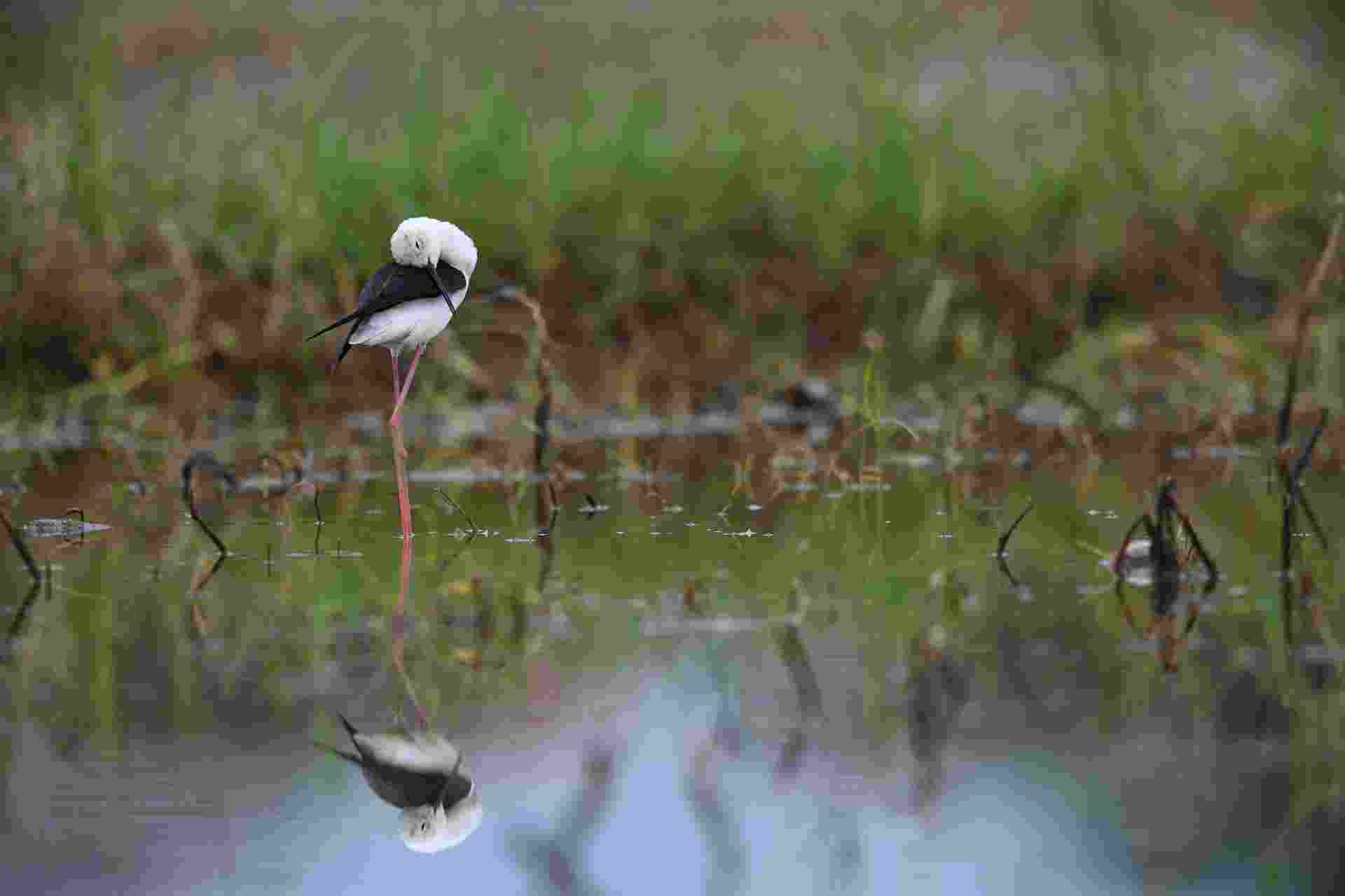 Black-winged Stilt - Cà Kheo