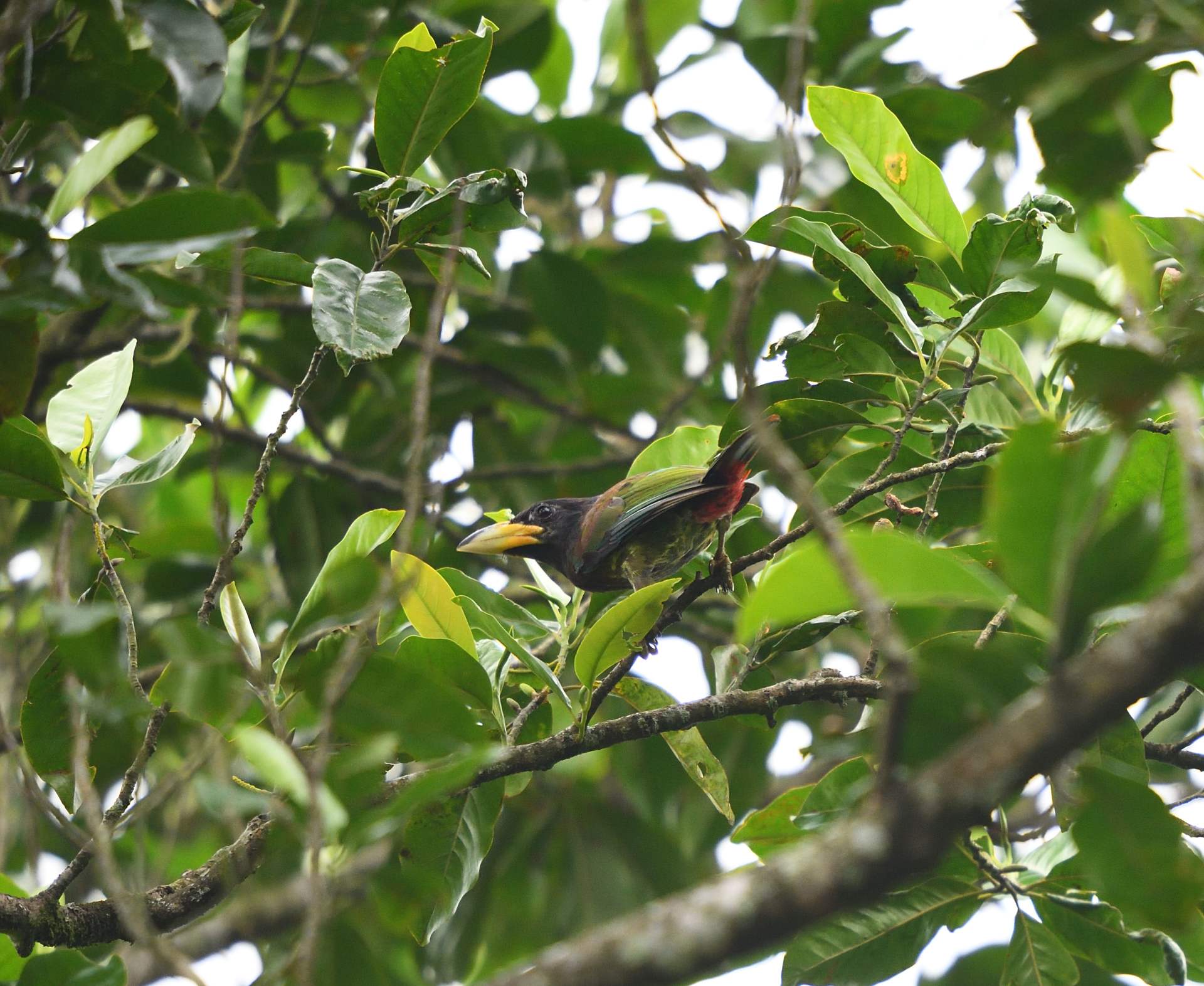 Great Barbet - Thày chùa lớn