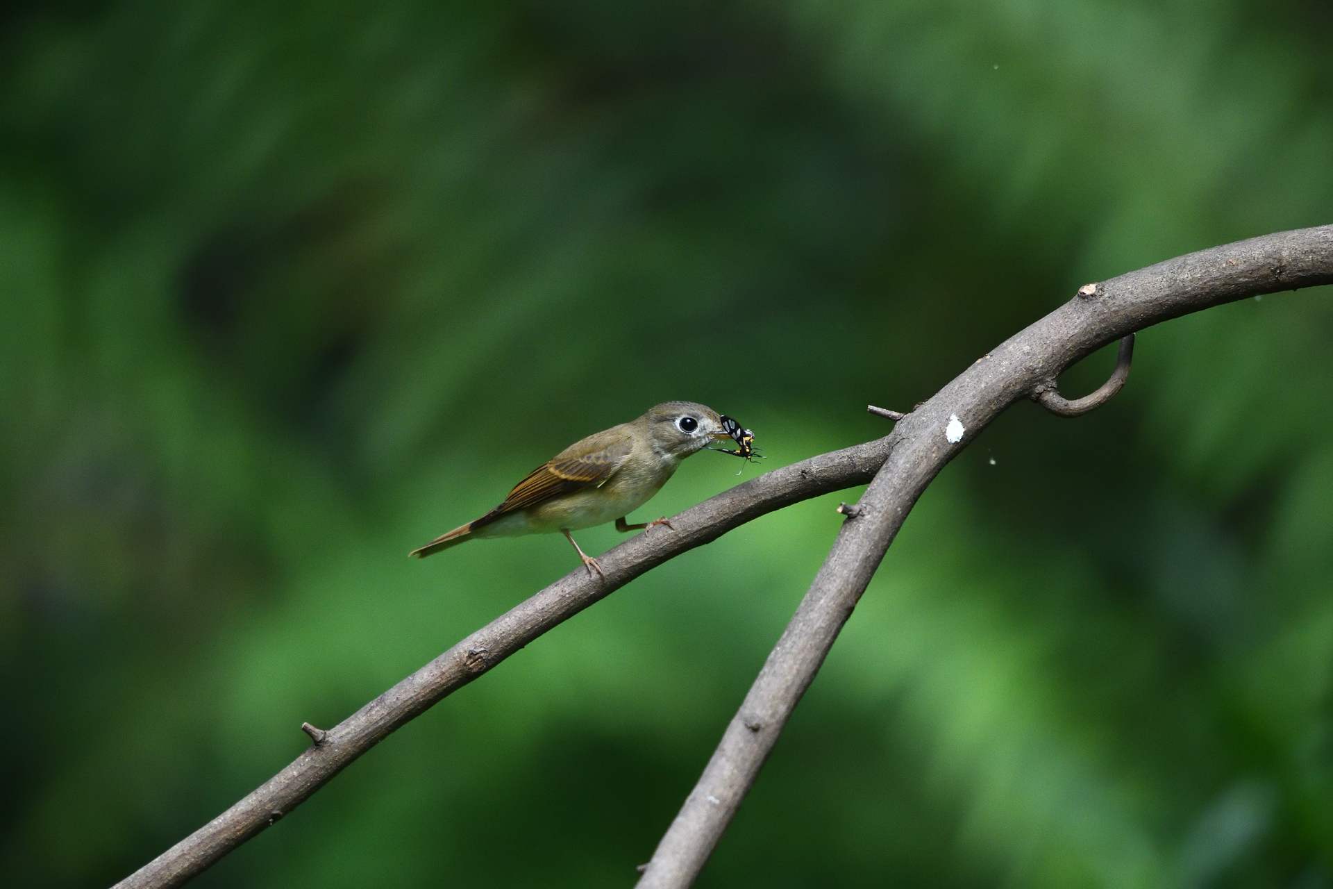 Brown Breasted FC - Đớp ruồi ngực nâu