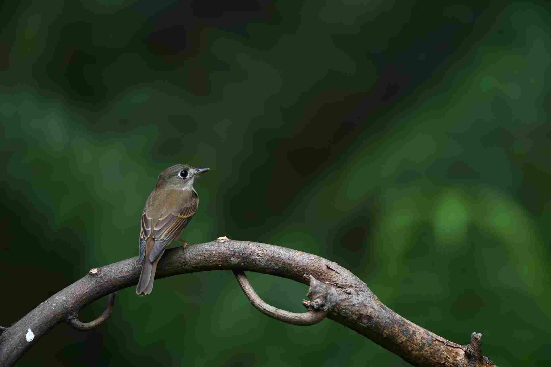 Brown Breasted FC - Đớp ruồi ngực nâu