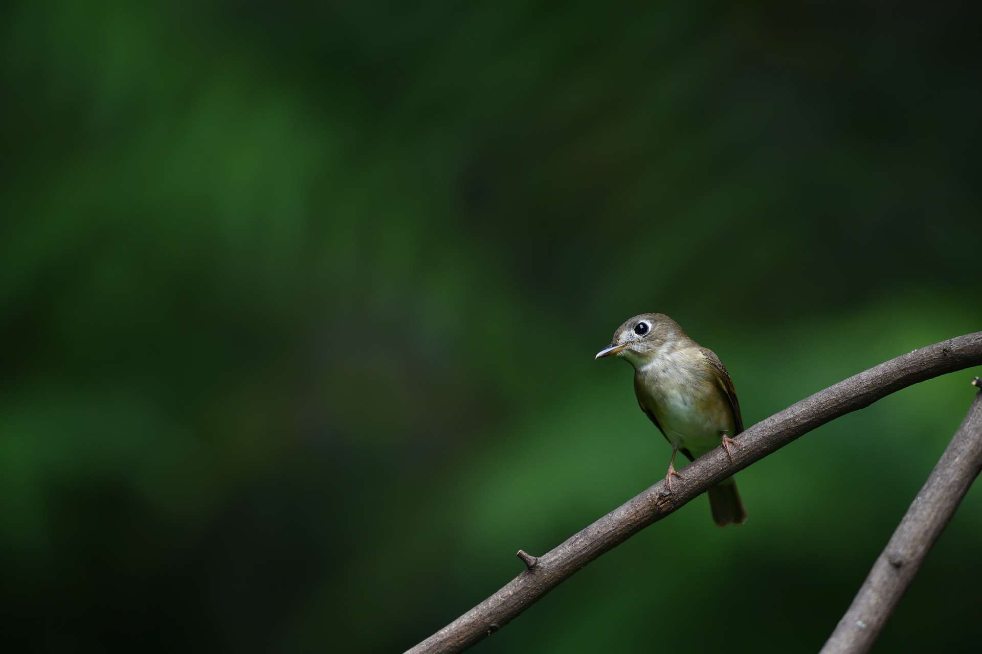 Brown Breasted FC - Đớp ruồi ngực nâu