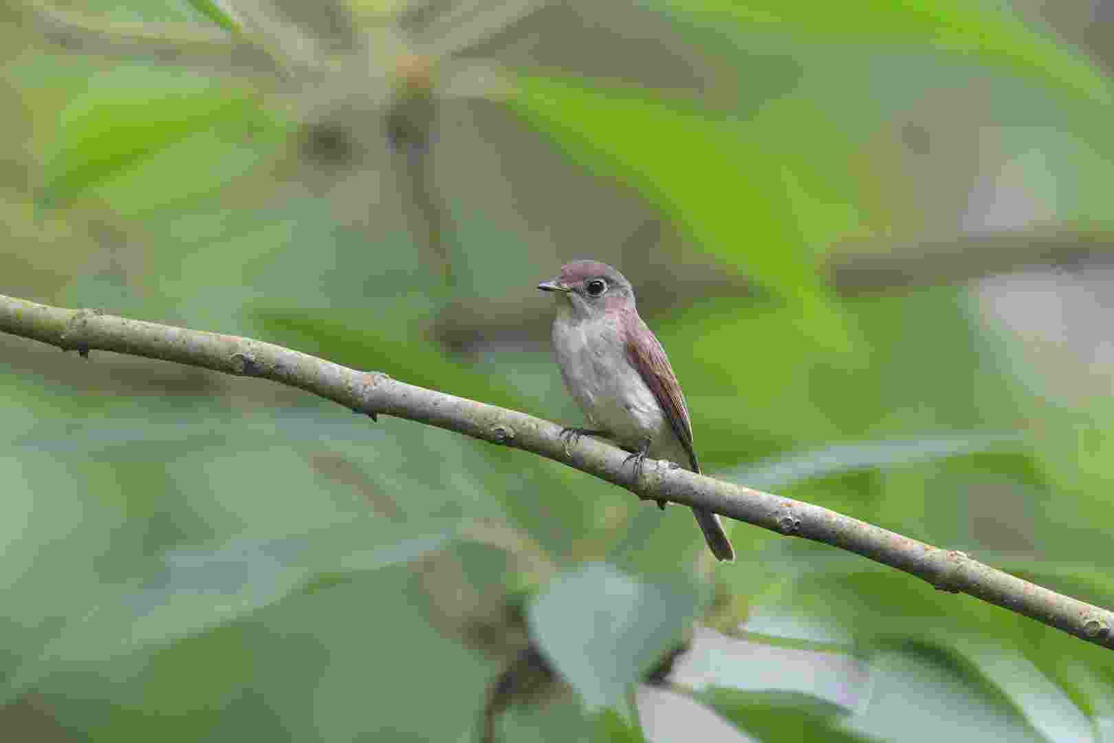 Brown Breasted FC - Đớp ruồi ngực nâu