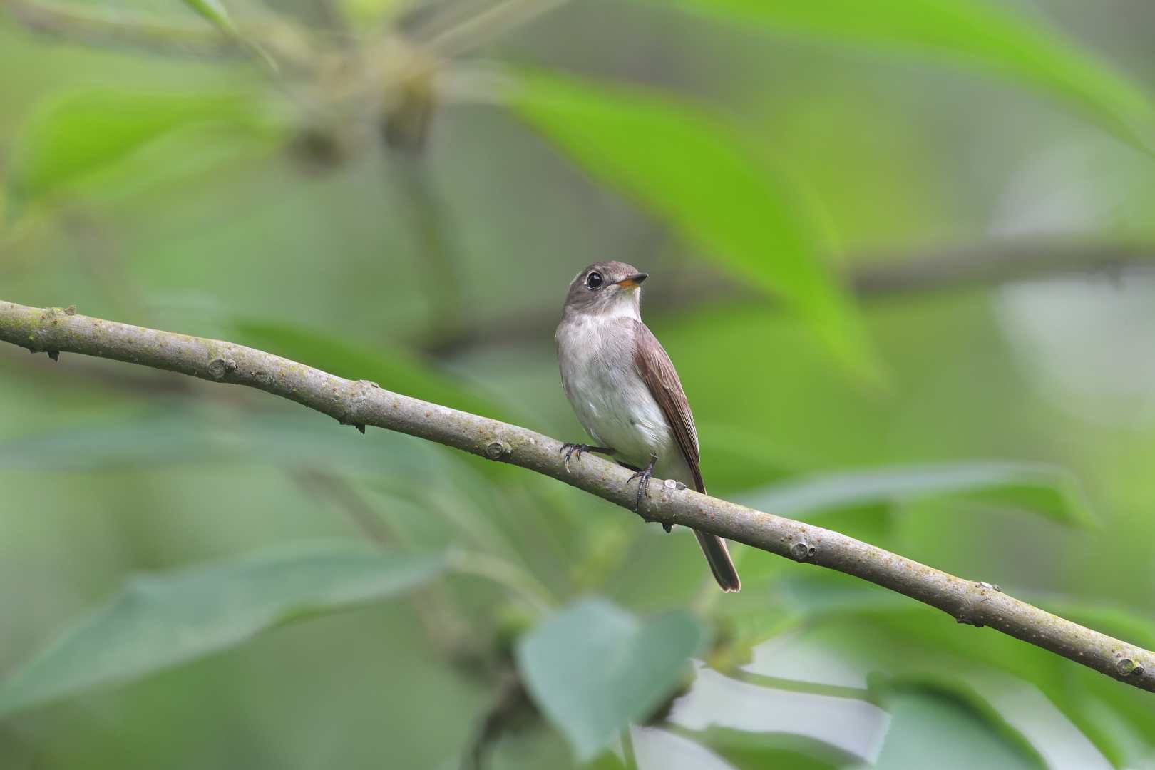 Brown Breasted FC - Đớp ruồi ngực nâu