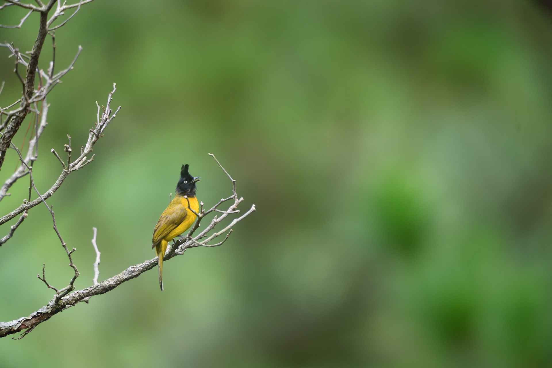 Black crested Bulbul