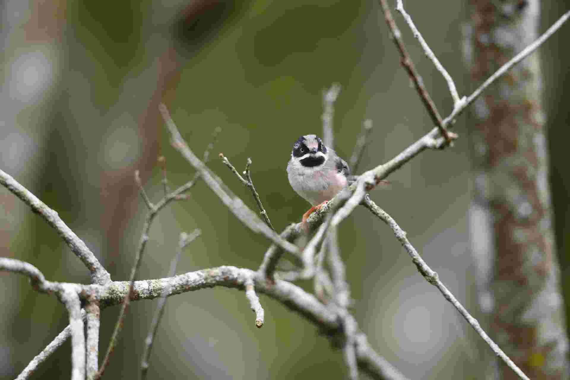 Black-throated Tit - Bạc má đuôi dài