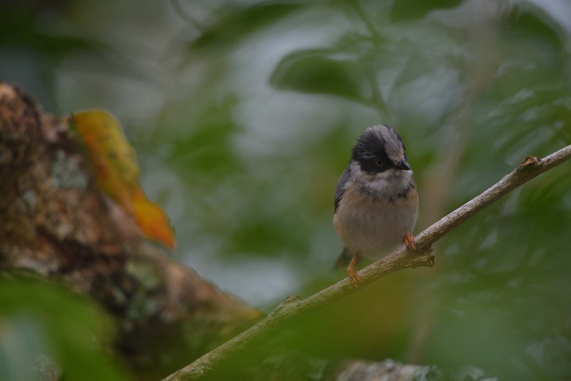 Black-throated Tit - Bạc má đuôi dài