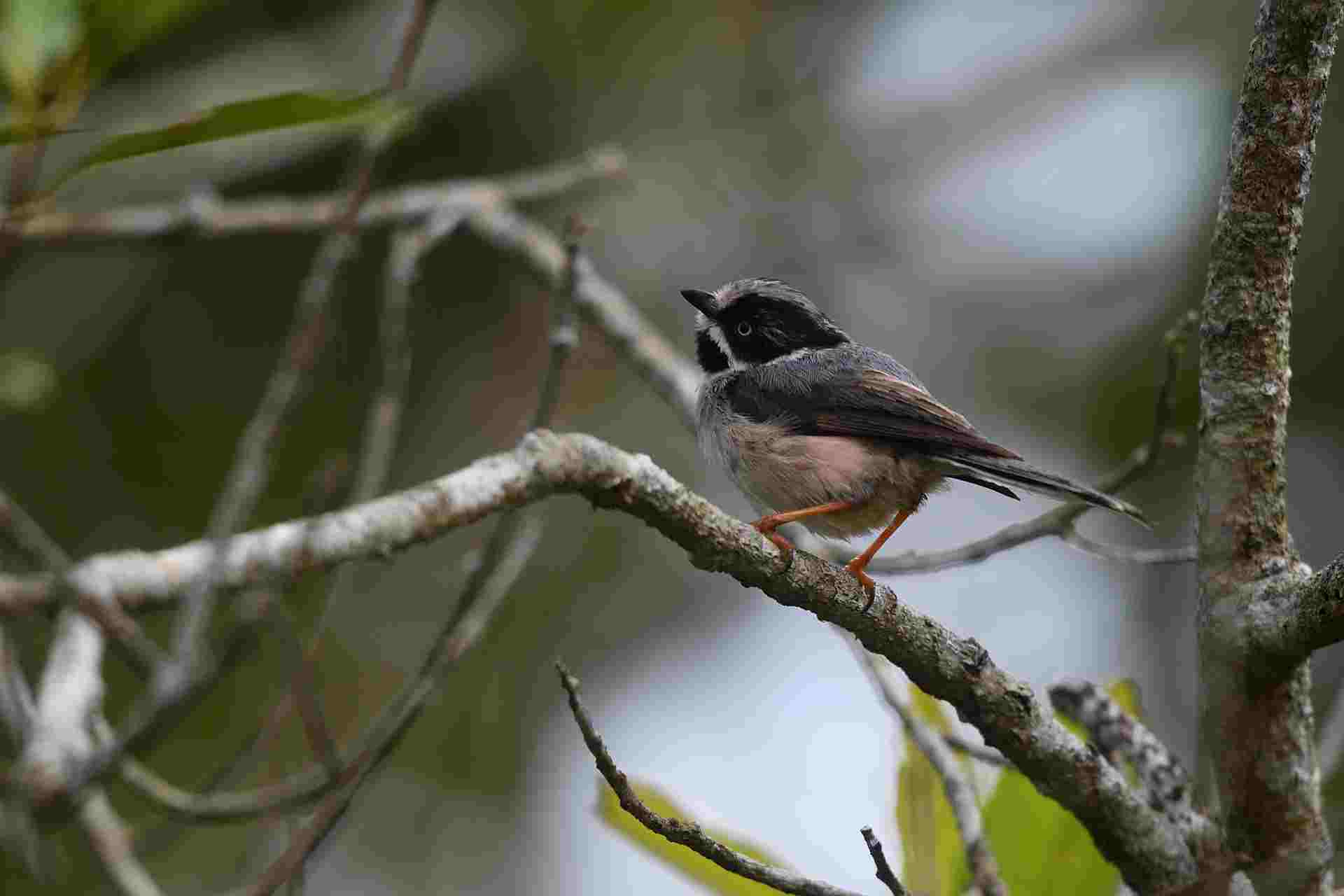 Black-throated Tit - Bạc má đuôi dài