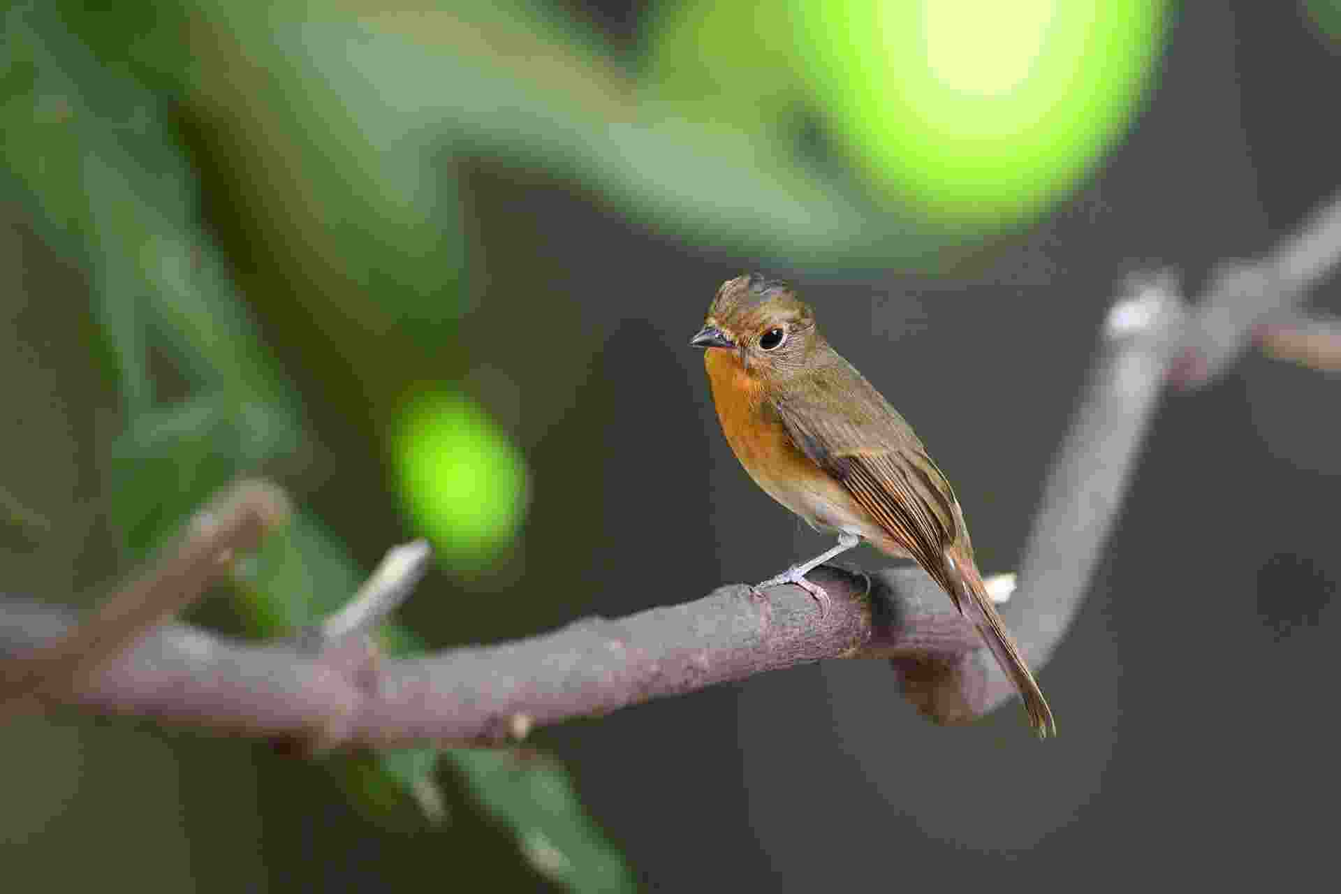 Blue-throated FC (Female) - Đớp ruồi họng xanh