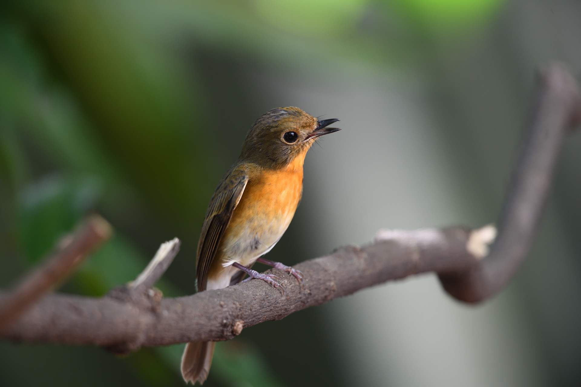 Blue-throated FC (Female) - Đớp ruồi họng xanh