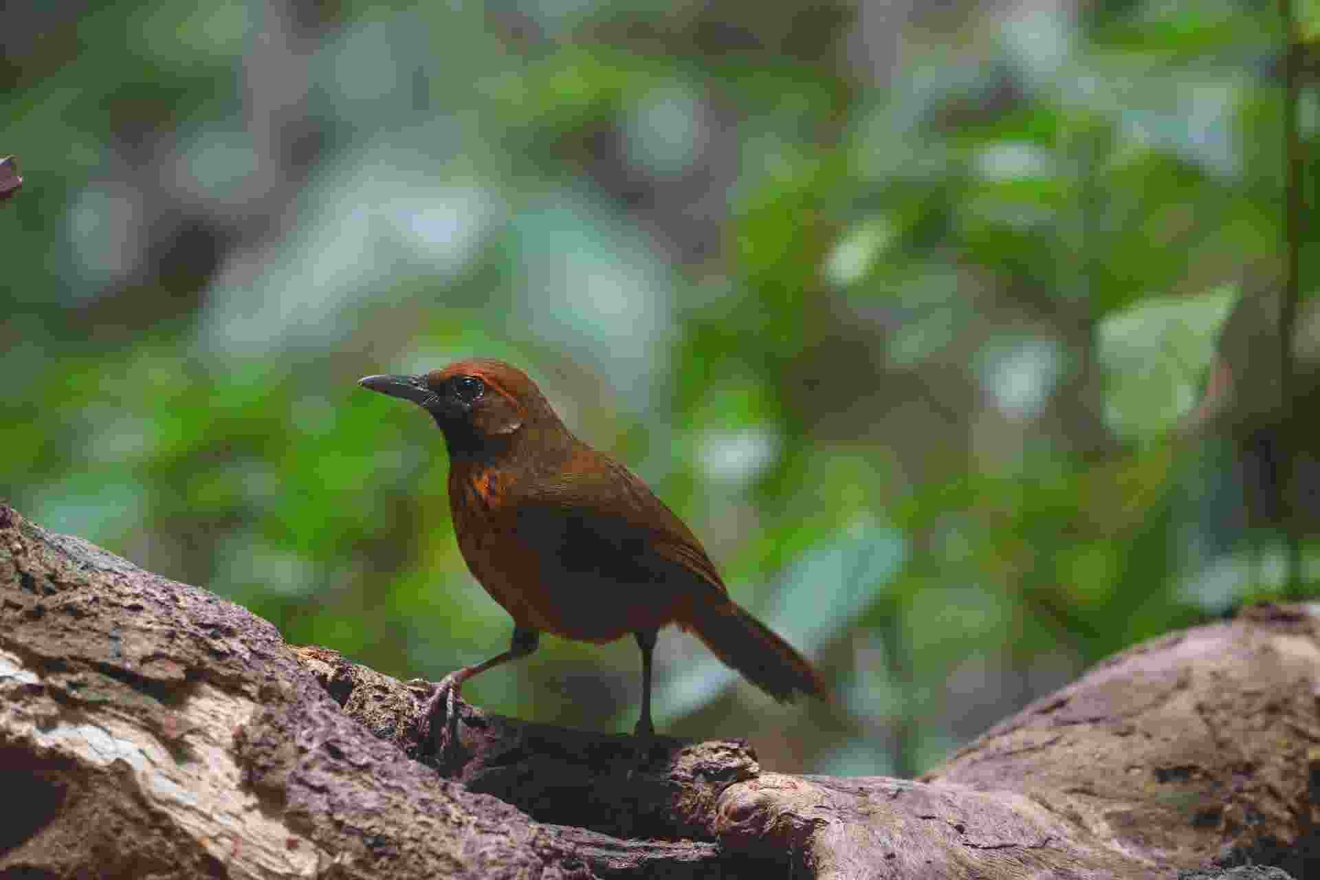 Orange-breasted Laughing Thrush - Khướu ngực hồng