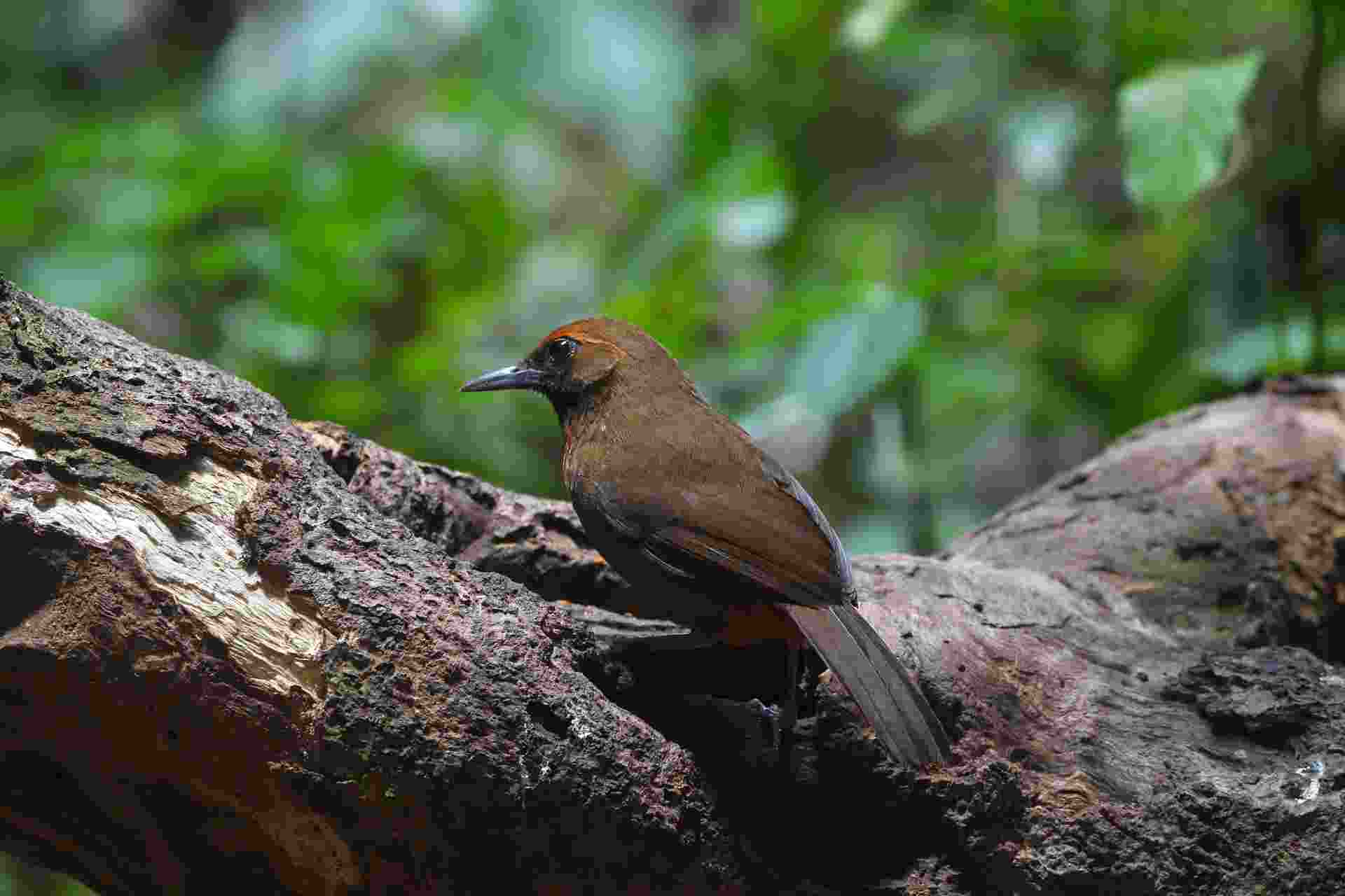 Orange-breasted Laughing Thrush - Khướu ngực hồng