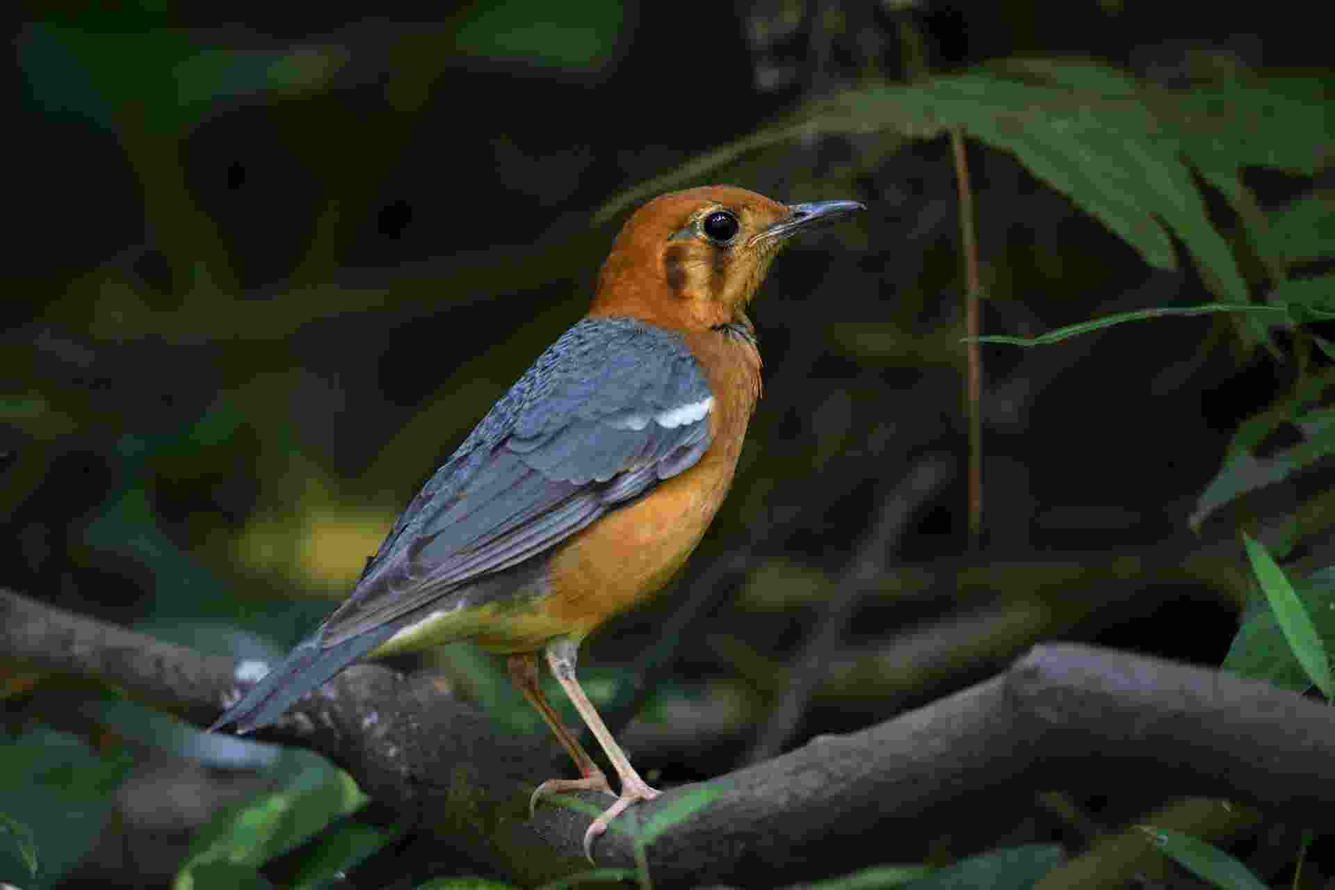 Orange-headed Thrush - Hoét vàng