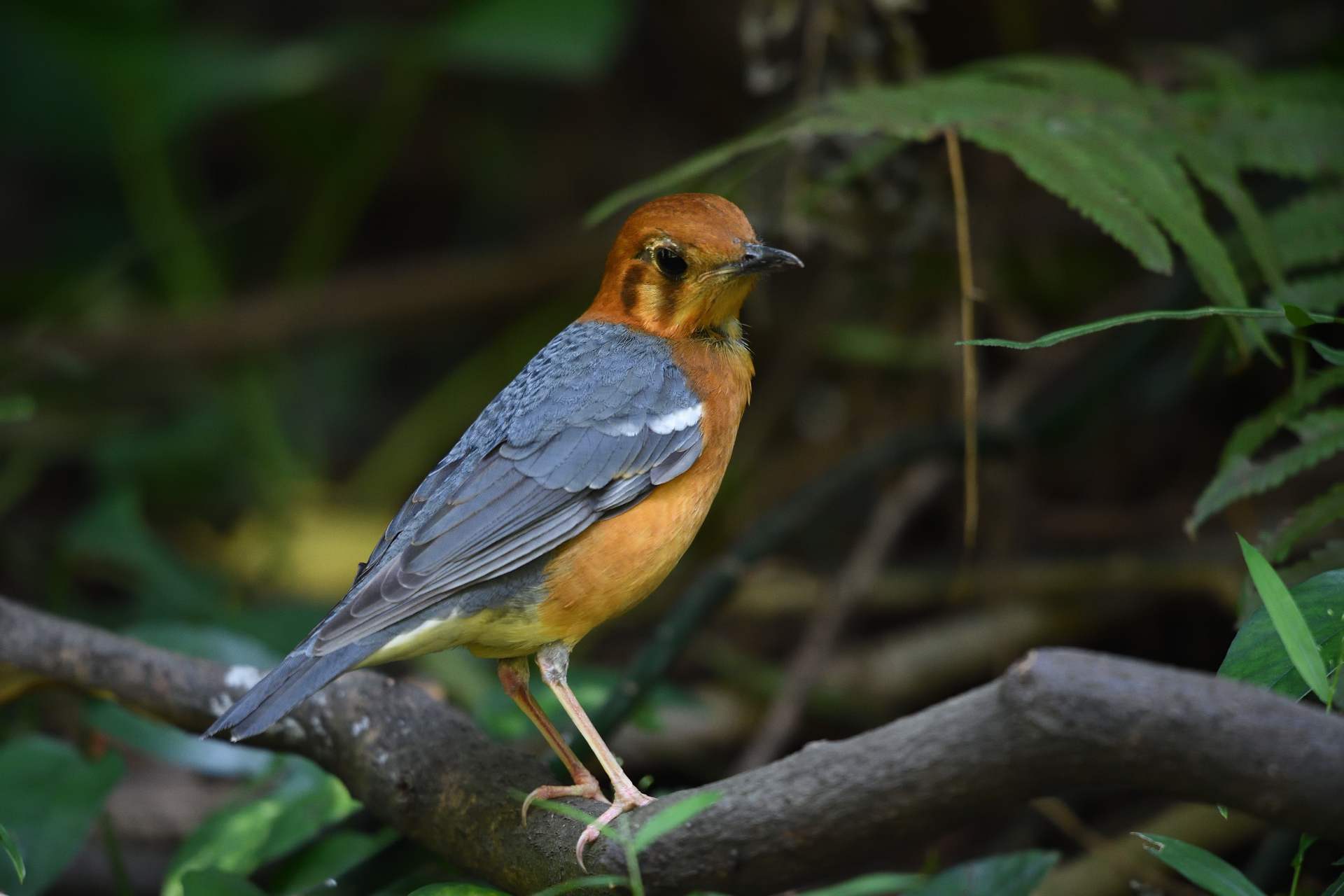 Orange-headed Thrush - Hoét vàng