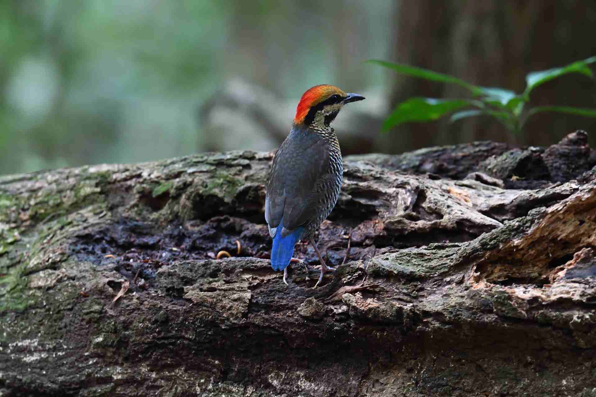 Blue Pitta - Female