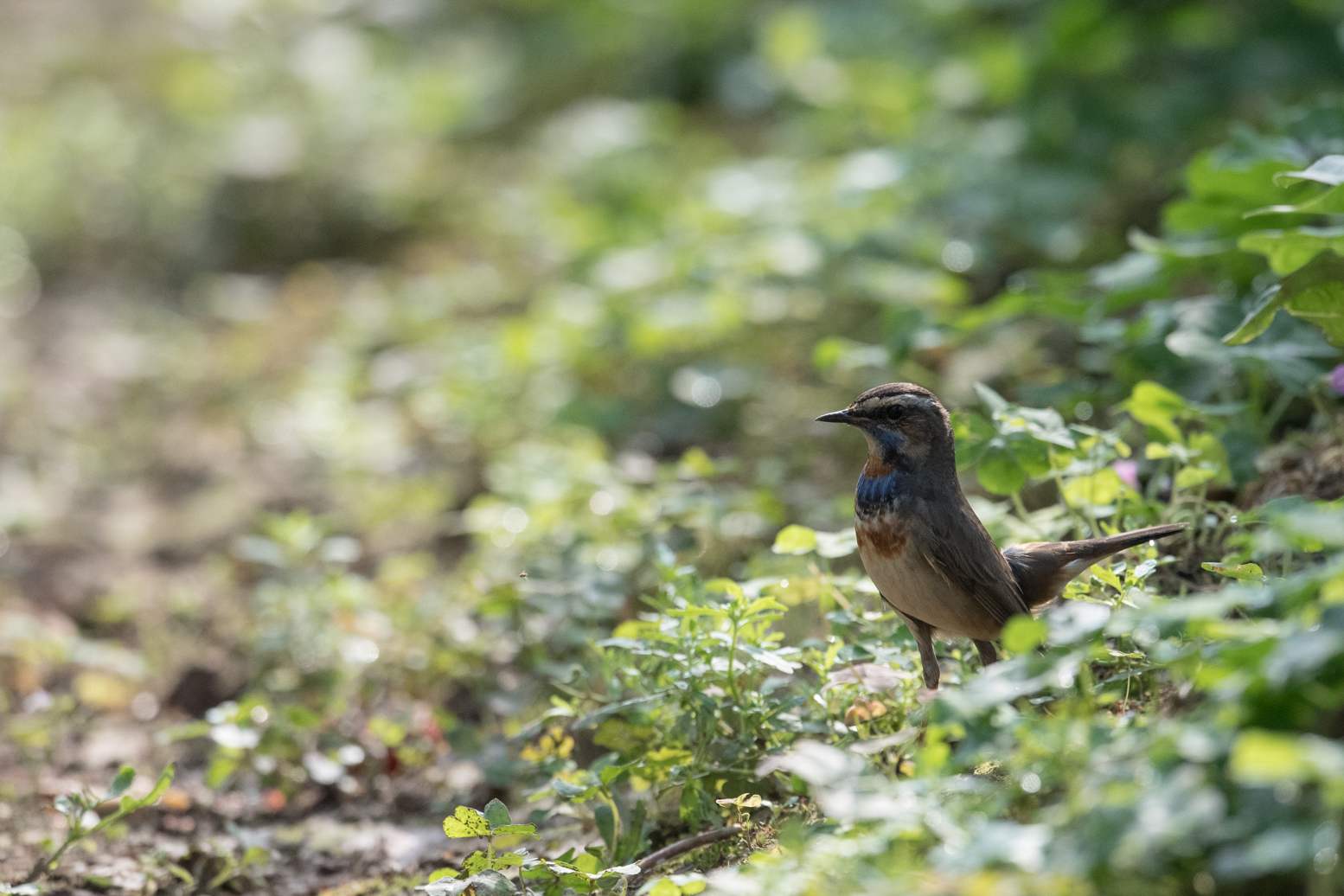 Bluethroat - Oanh cổ xanh