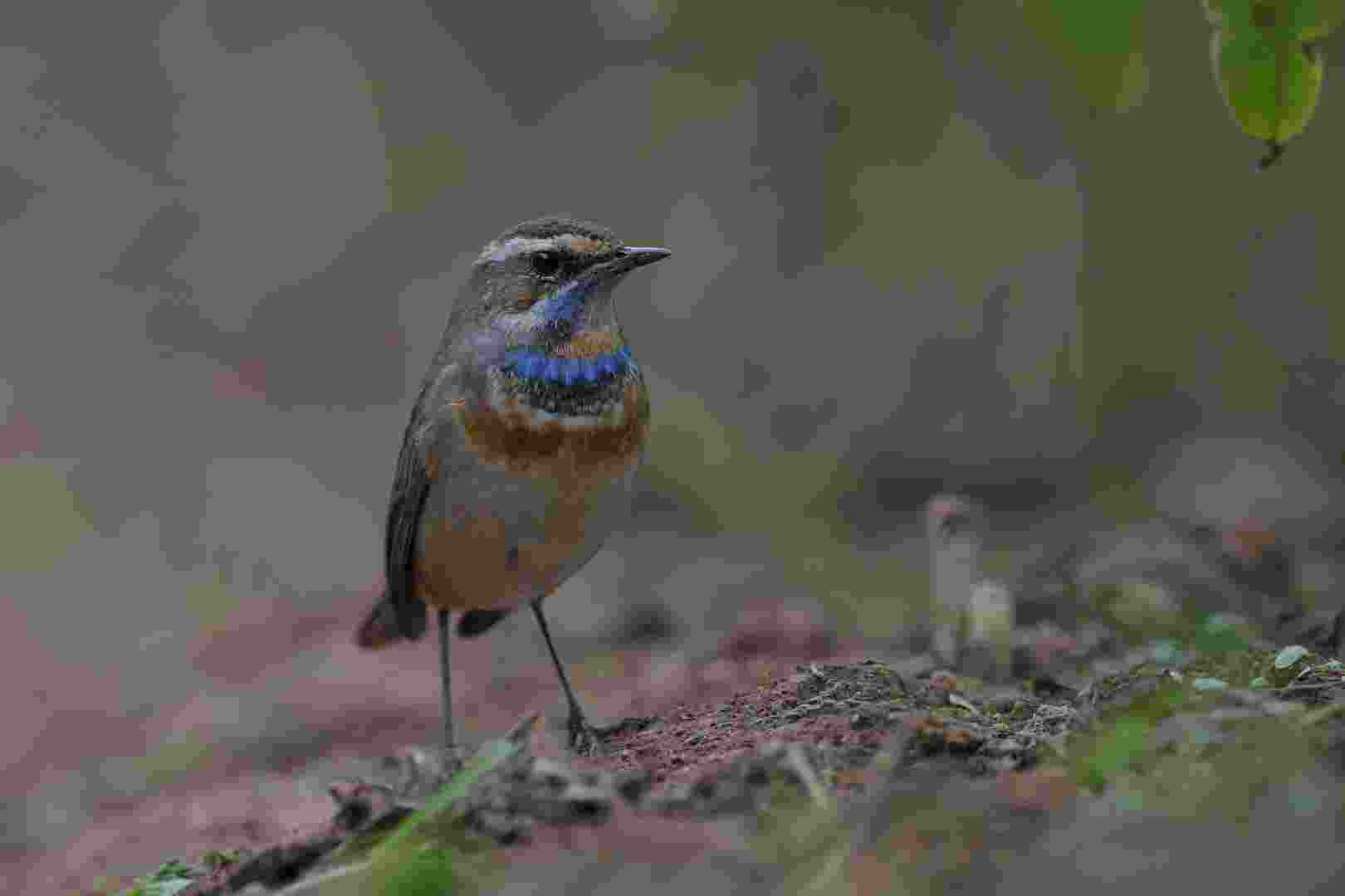 Bluethroat - Oanh cổ xanh