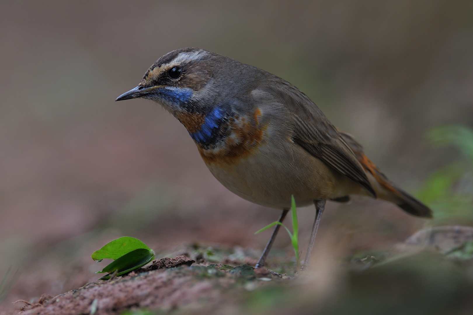 Bluethroat - Oanh cổ xanh