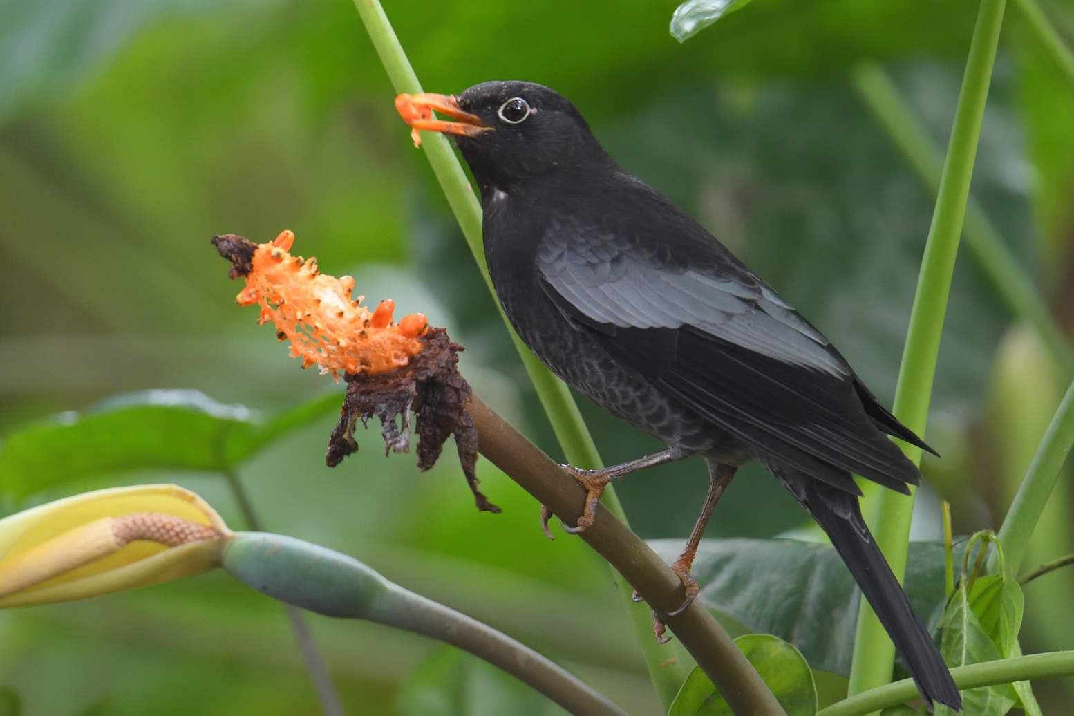 Grey-winged blackbird