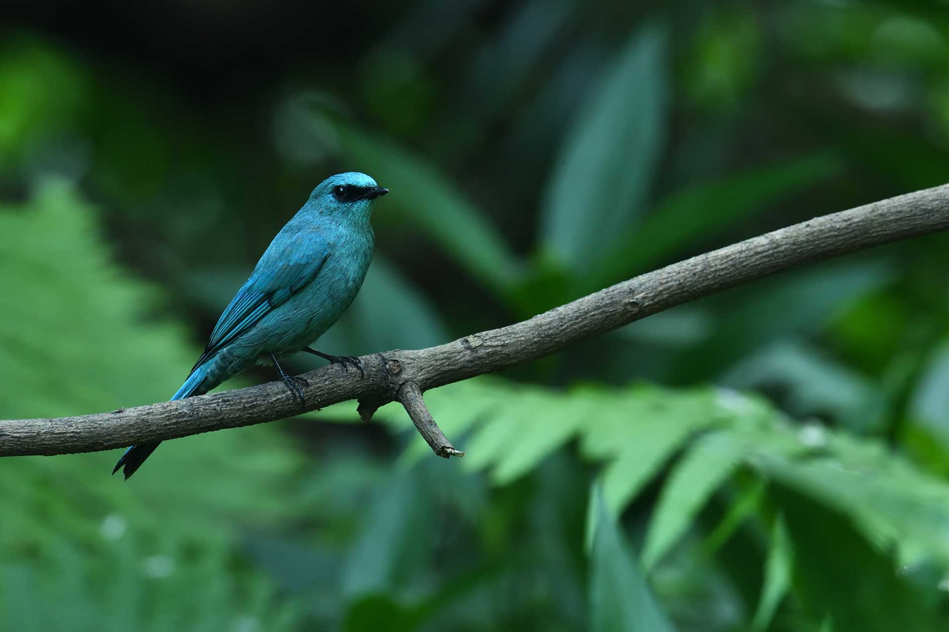 Verditer Flycatcher