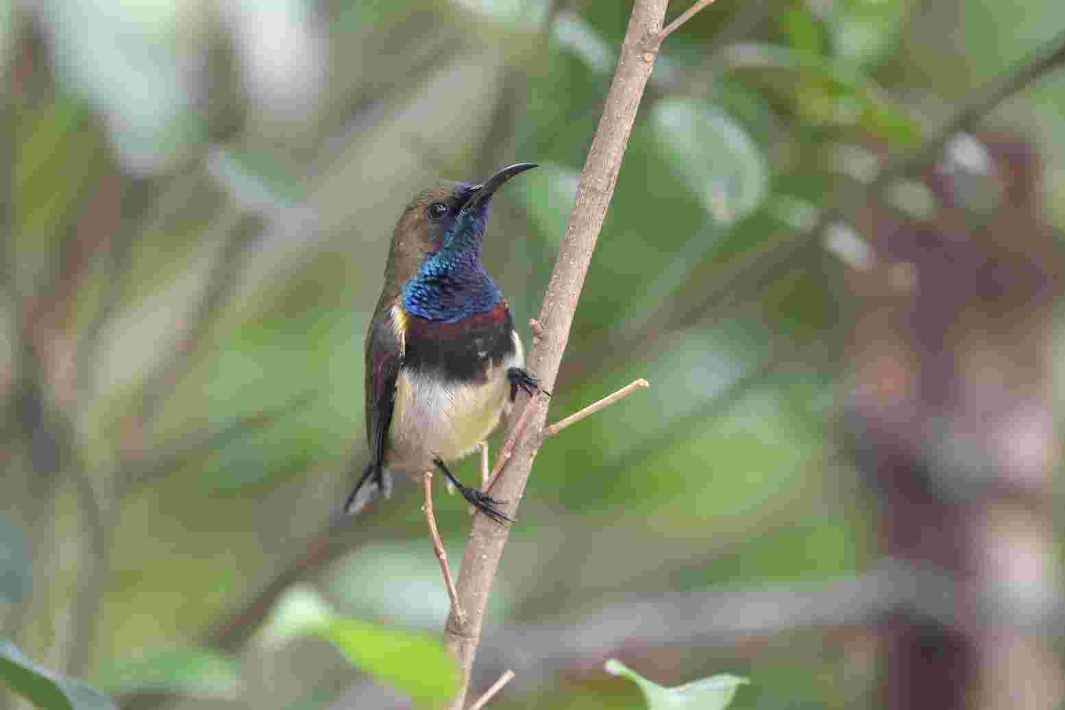 Olive-backed sunbird - Hút mật họng tím