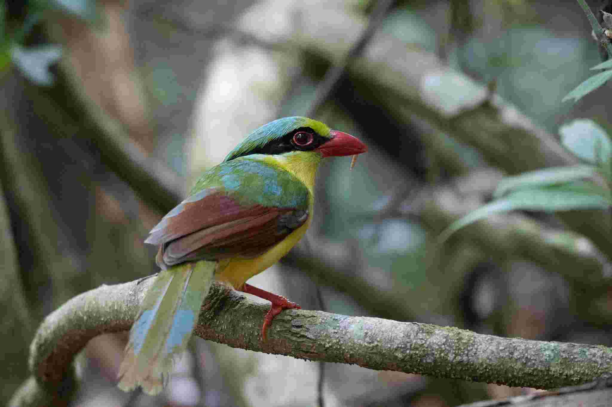 Yellow-breasted Magpie - Dẻ cùi bụng vàng