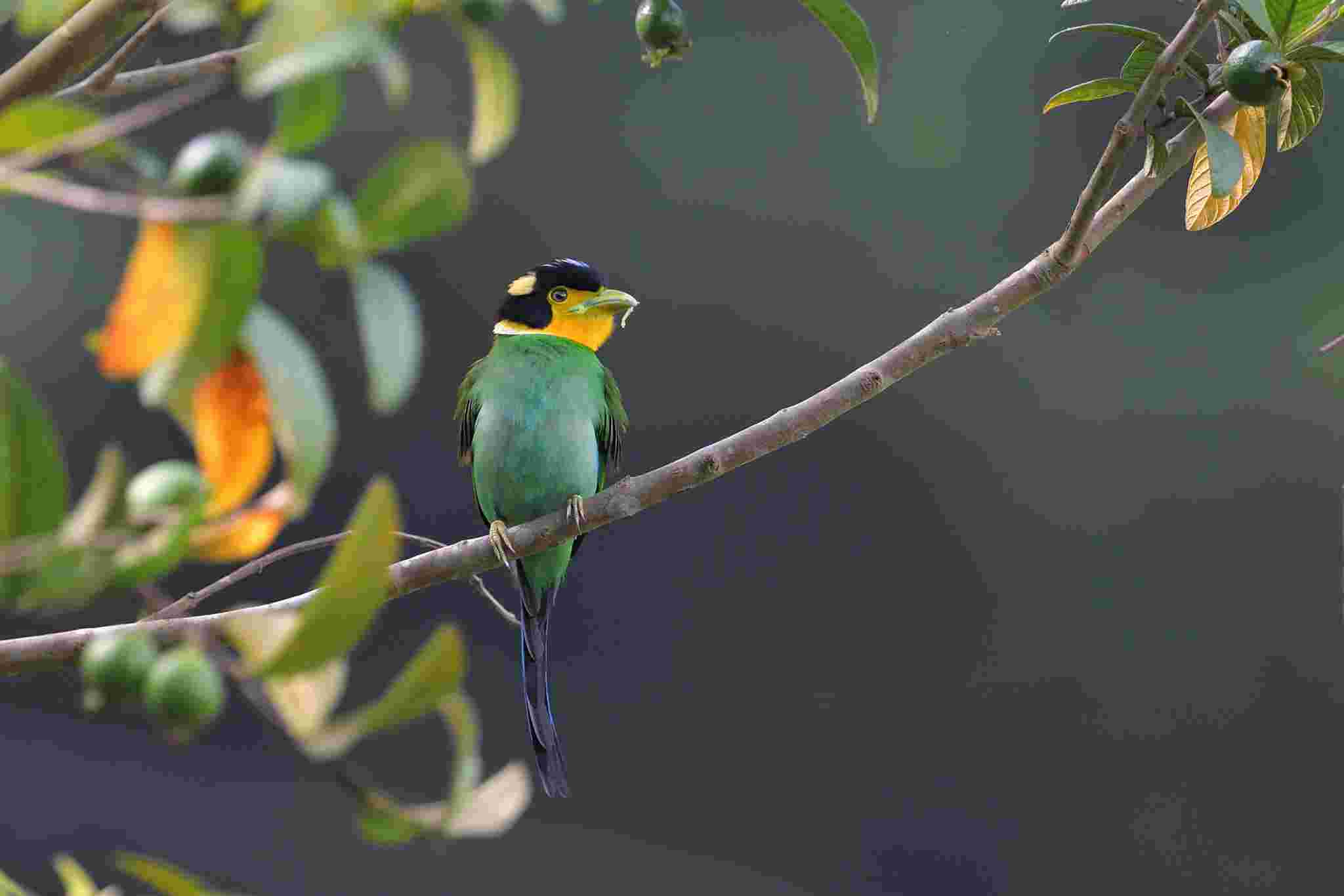 Long-tailed Broadbill - Mỏ rộng xanh