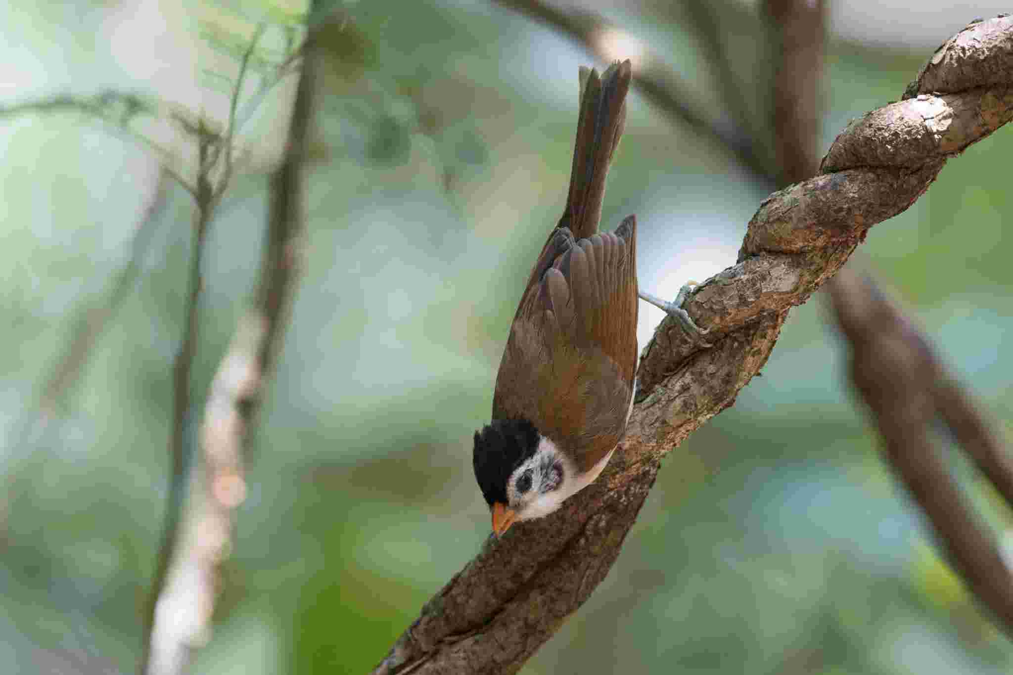 Black-headed Parrotbill - Khướu mỏ dẹt đầu đen